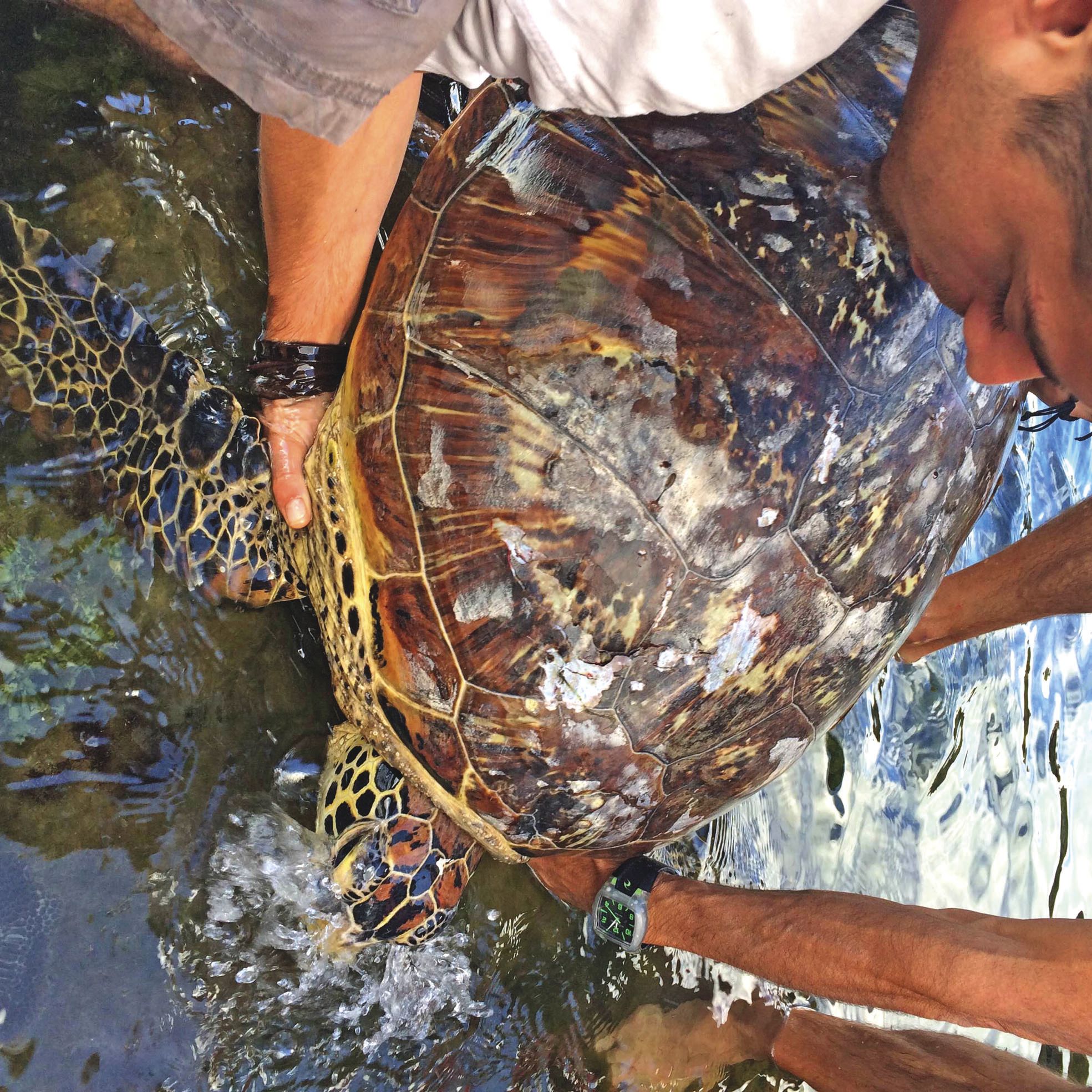 Les bénévoles réoxygènent la tortue.