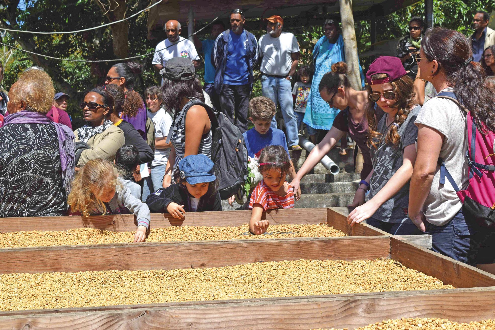 Dans la propriété Cottin, les grains de café sont séchés dans une douzaine de racks de stockage amovibles. Il faut laisser les grains au repos durant au minimum une semaine.