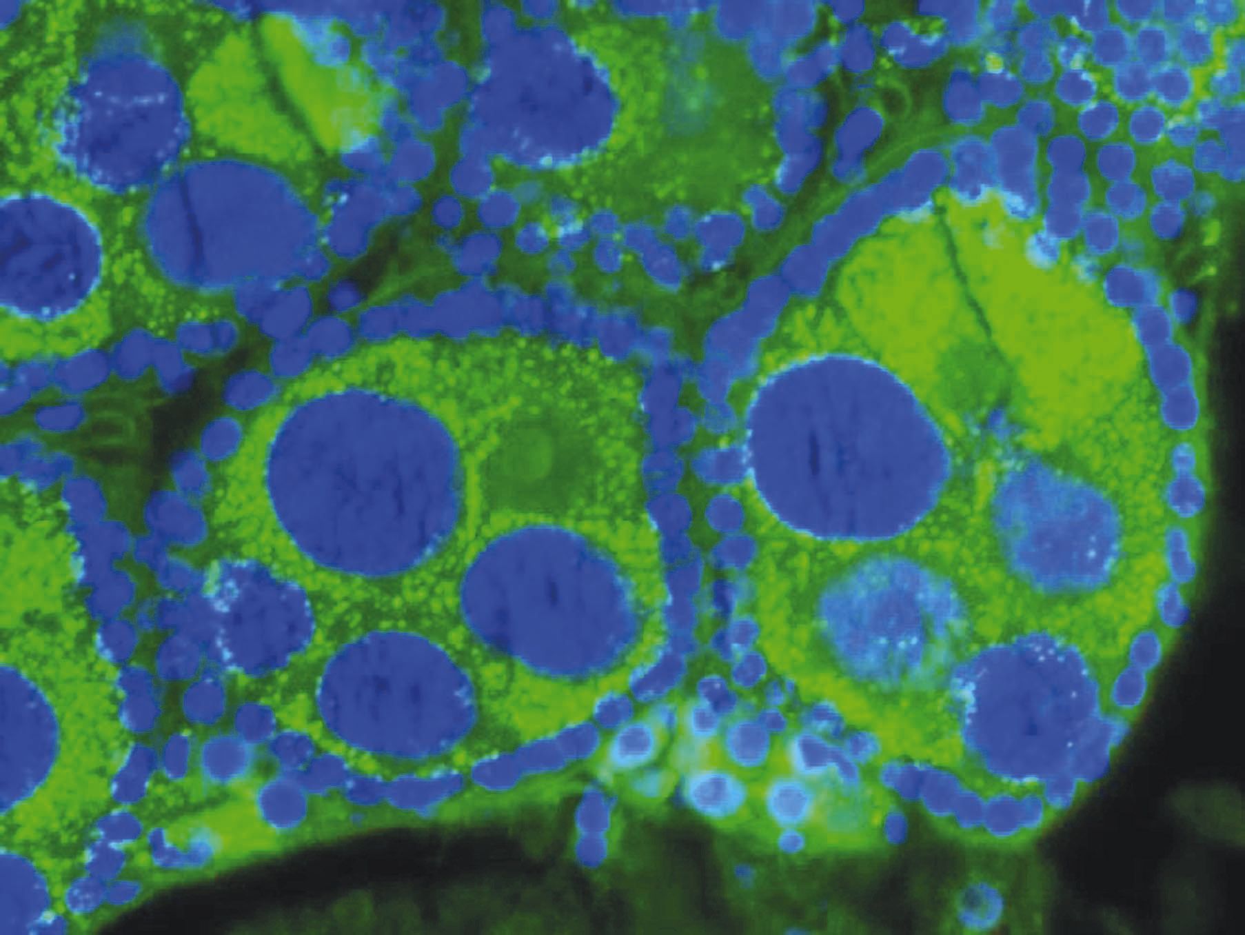 La bactérie wolbachia vit dans des cellules de certains  insectes, tels que les mouches drosophiles, les papillons  et les moustiques, mais pas l’Aedes Aegypti.