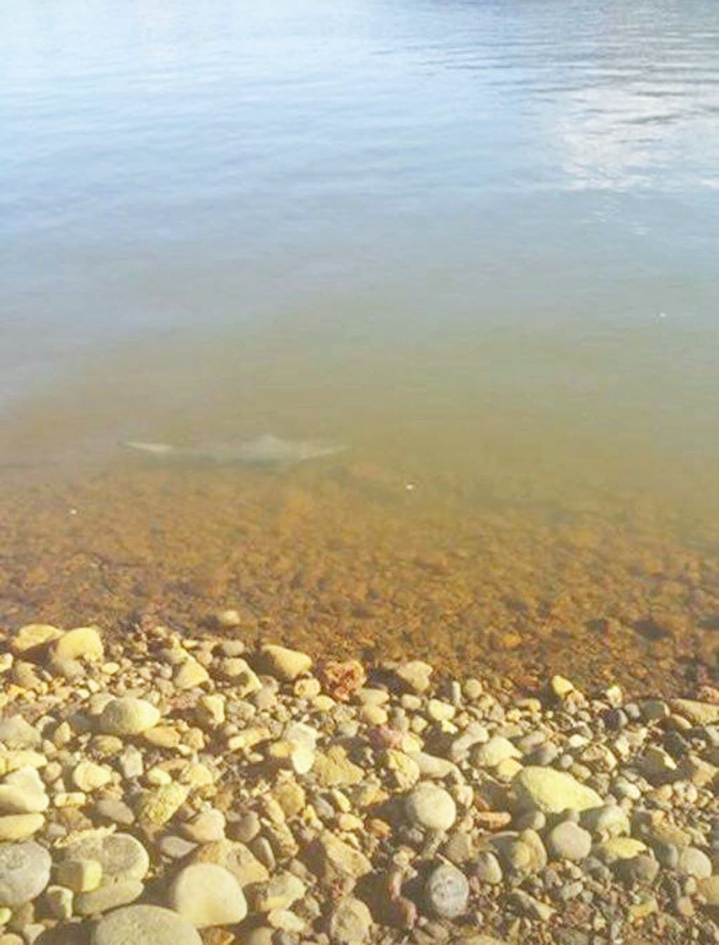 À Païta, un petit requin nageant près du bord de la rivière de la Tontouta a été aperçu il y a quelques semaines.