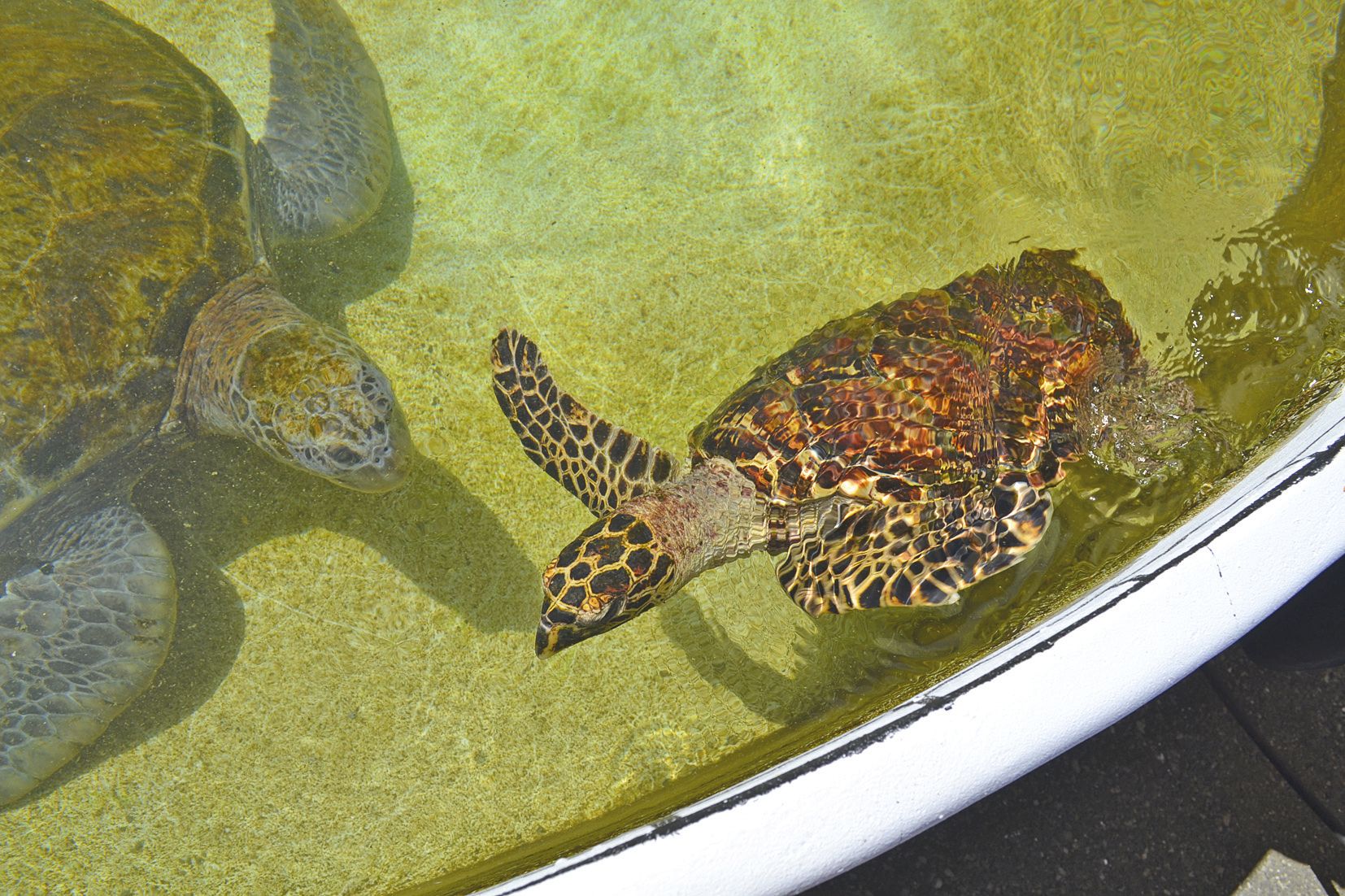 Juliette a passé quelques semaines dans ce bassin avant d’être relâchée. Une tortue verte lui tenait compagnie.