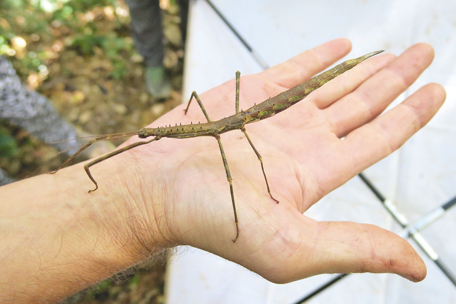 Ce phasme de belle taille, qui n’a pas échappé au regard de l’entomologiste, a été la  trouvaille la plus spectaculaire de la matinée.