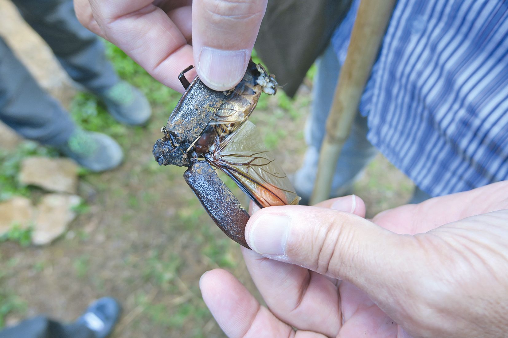 Un coléoptère mort a permis de bien expliquer l’anatomie de l’animal, qui cache ses ailes sous des élytres, signe distinctif de cet ordre taxonomique. 