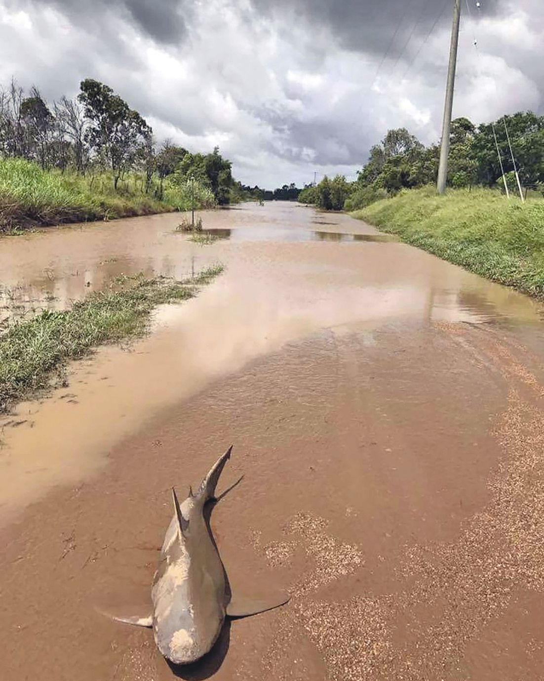 Un requin-taureau n’a pas survécu , emporté par les eaux, sur une route près de la ville d’Ayr.