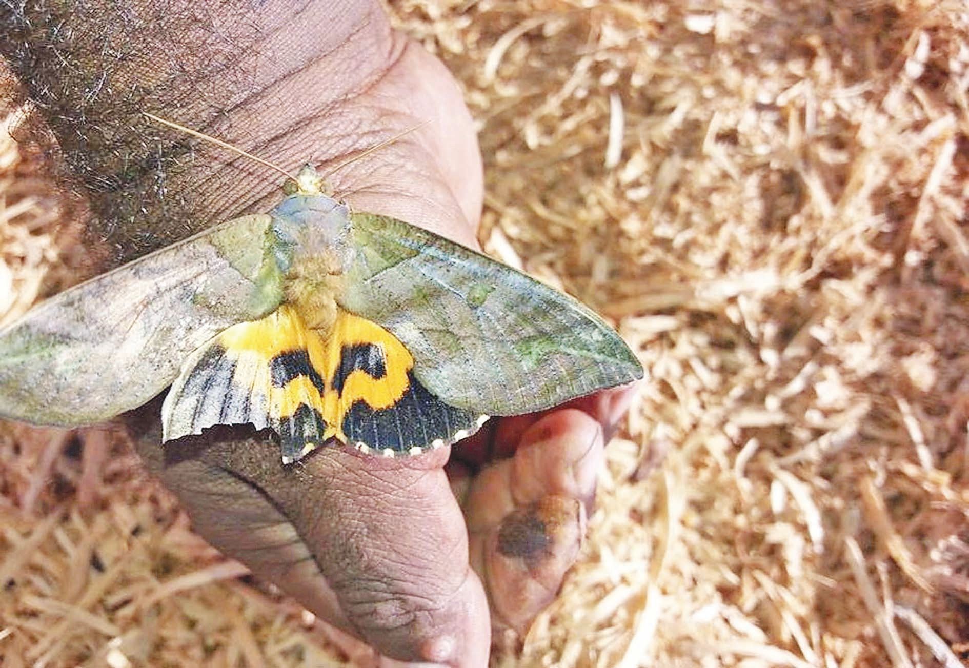 Le papillon piqueur Eudocima fullonia pique les fruits mûrs pour en aspirer le jus et la pulpe.