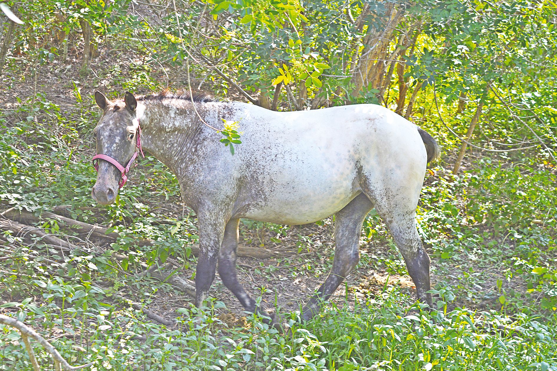 L’une des spécificités de l’appaloosa : une robe tachetée, dont la couleur évolue au fil de l’âge.