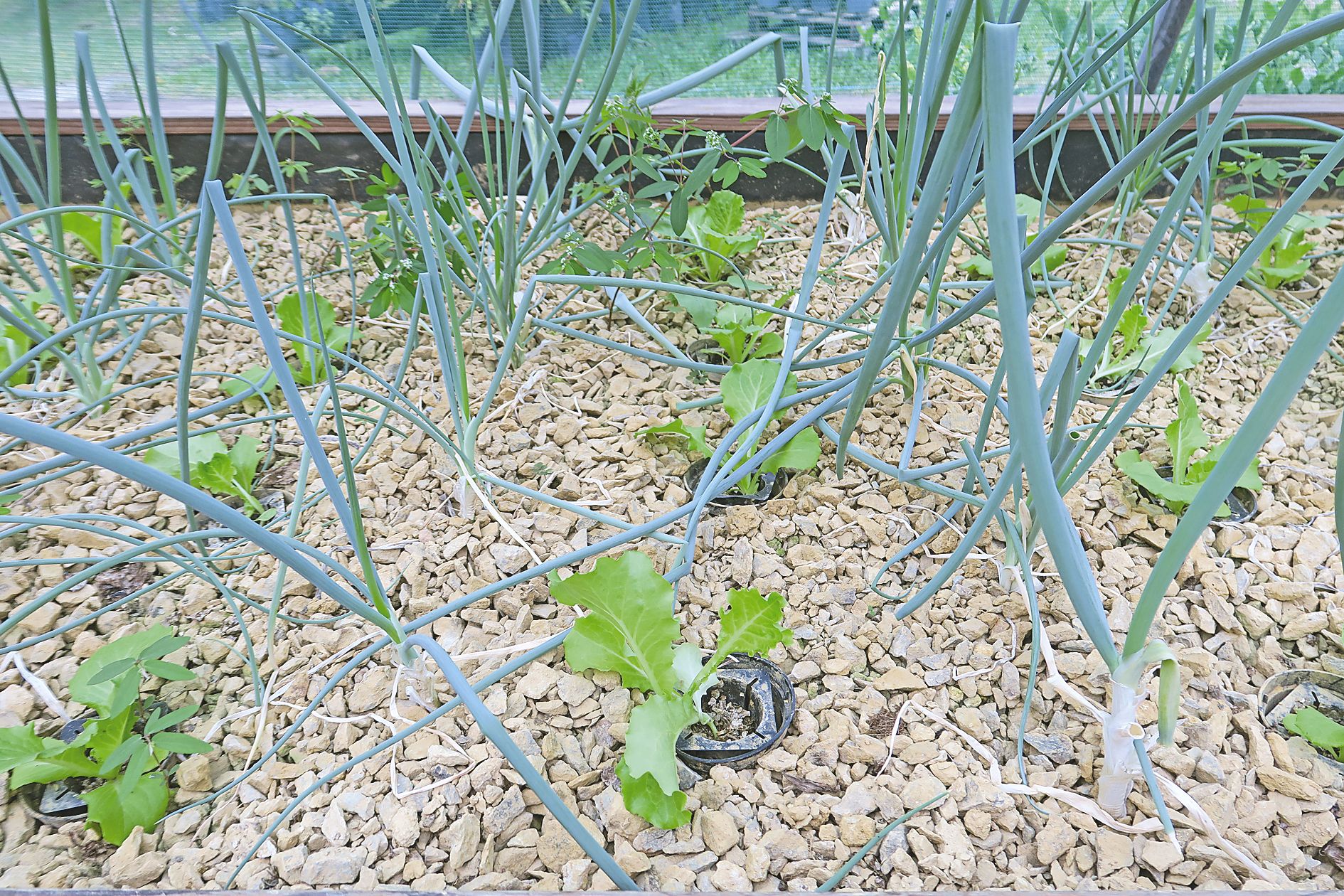 L’apiculteur-agriculteur pratique la culture associée. Laitues et oignons poussent hors-sol, sans traitement, à côté d’une plante locale qui attire sur elle les pucerons.