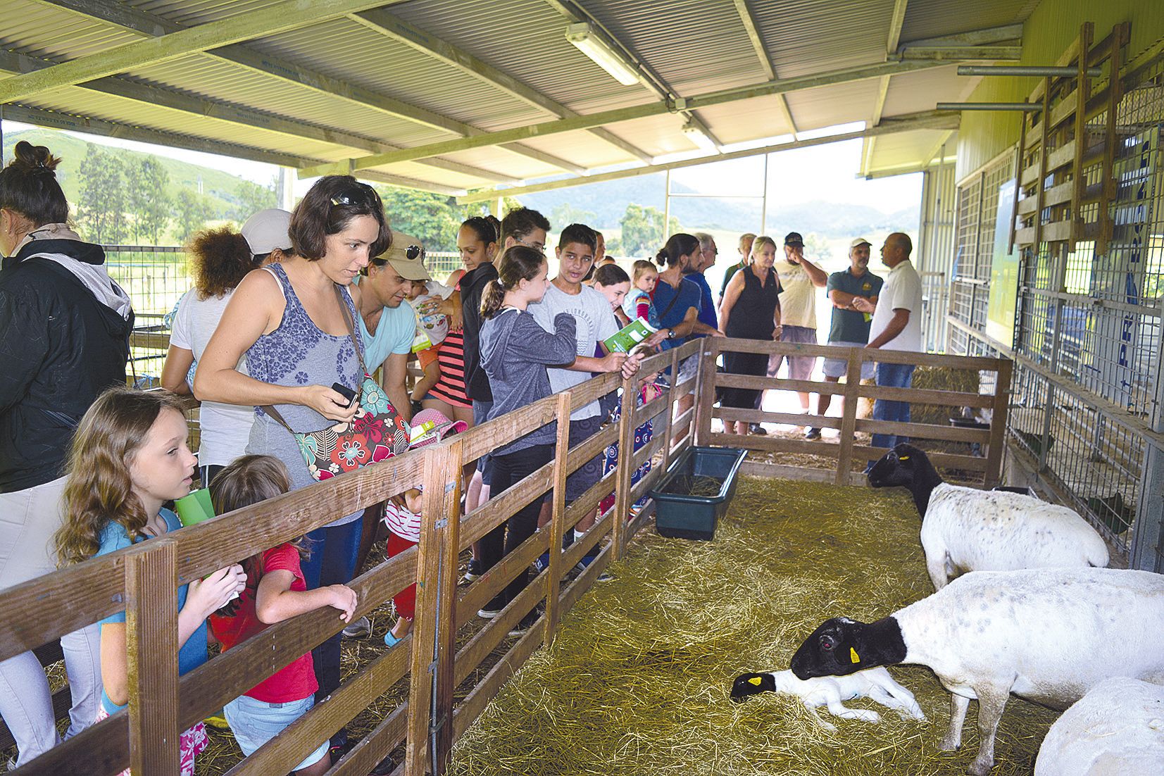 Une jolie surprise attendait les visiteurs du stockyard : parmi les dorpers exposés, plusieurs agneaux somnolaient aux côtés de leur mère.