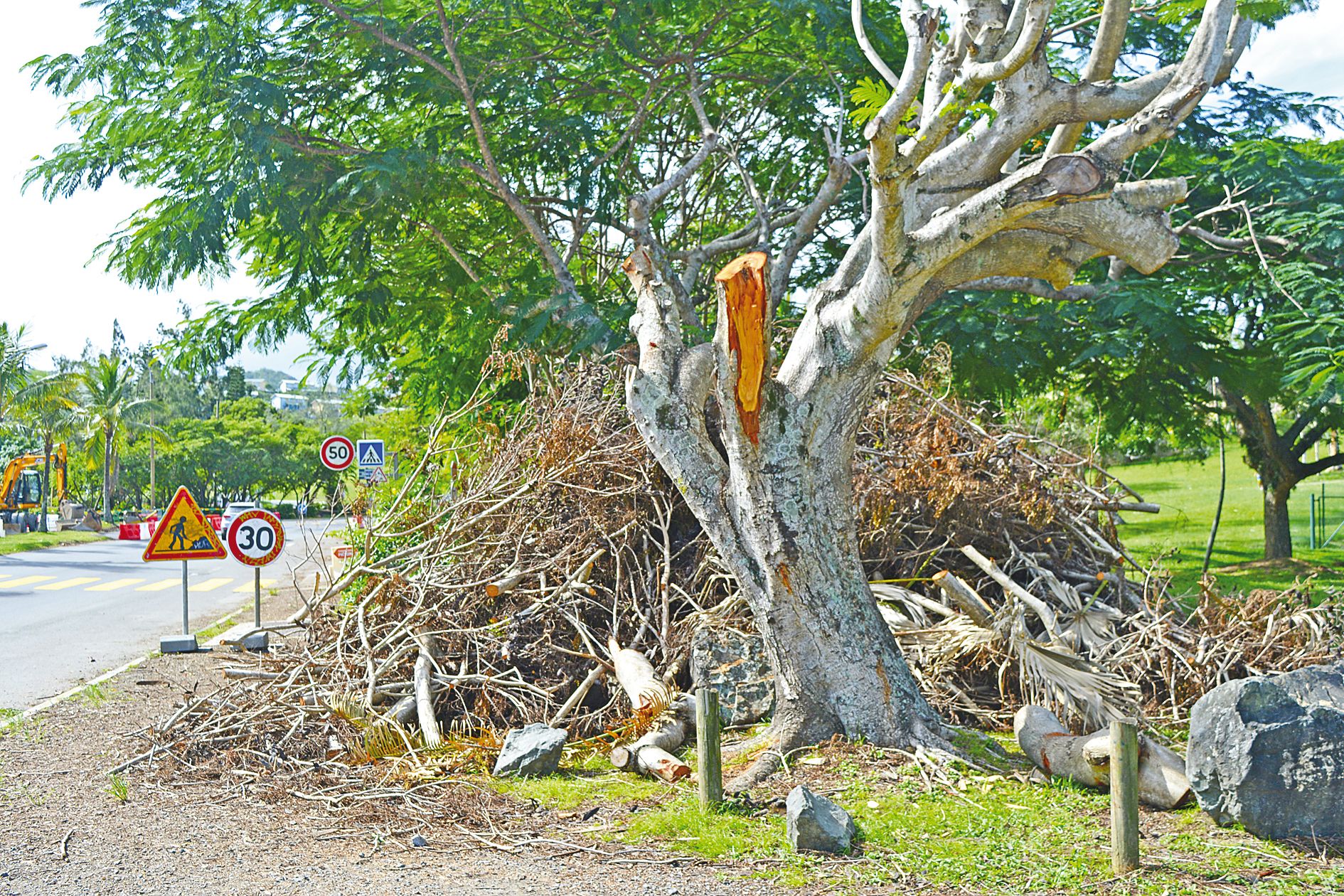 Dans la partie sud de Dumbéa, les piles de déchets verts n’ont pas encore pu être ramassées, comme ici, au parc du Croissant Vert de Koutio.