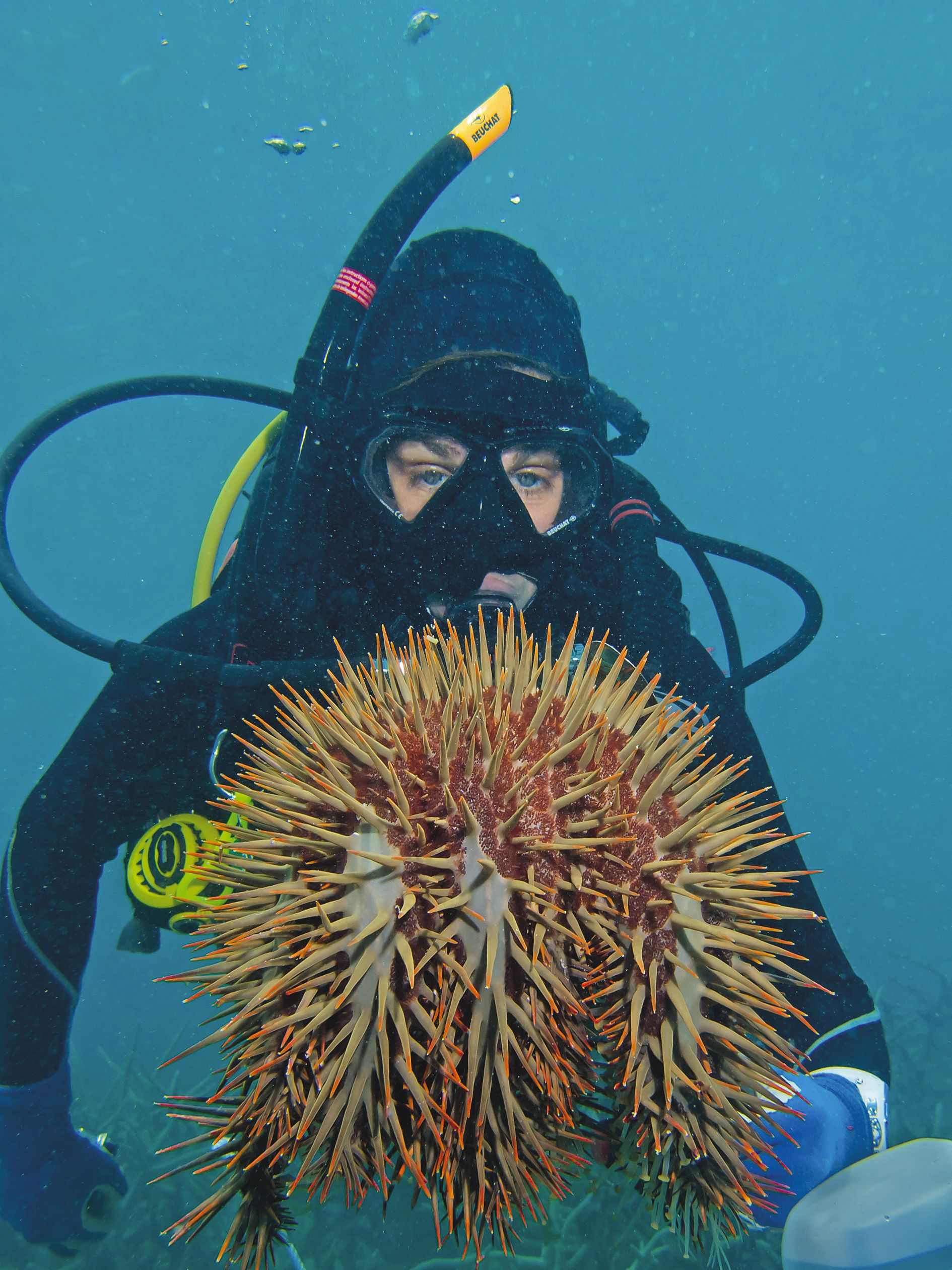 42 % des dégâts sur la couverture corallienne sontimputés à cette redoutable étoile de mer.