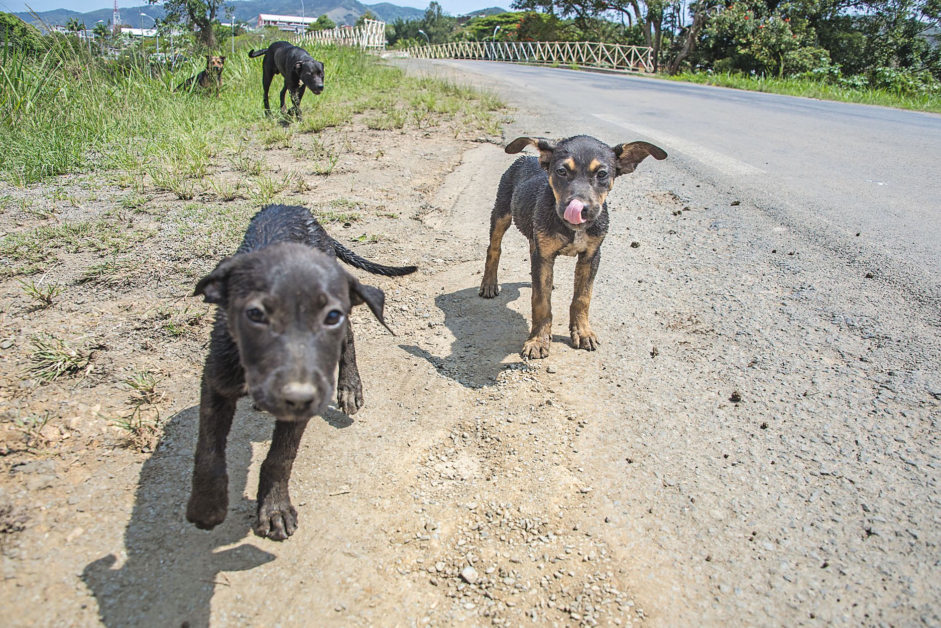 Une chienne pouvant avoir deux portées de douze chiots en moyenne par an, la stérilisation est recommandée.