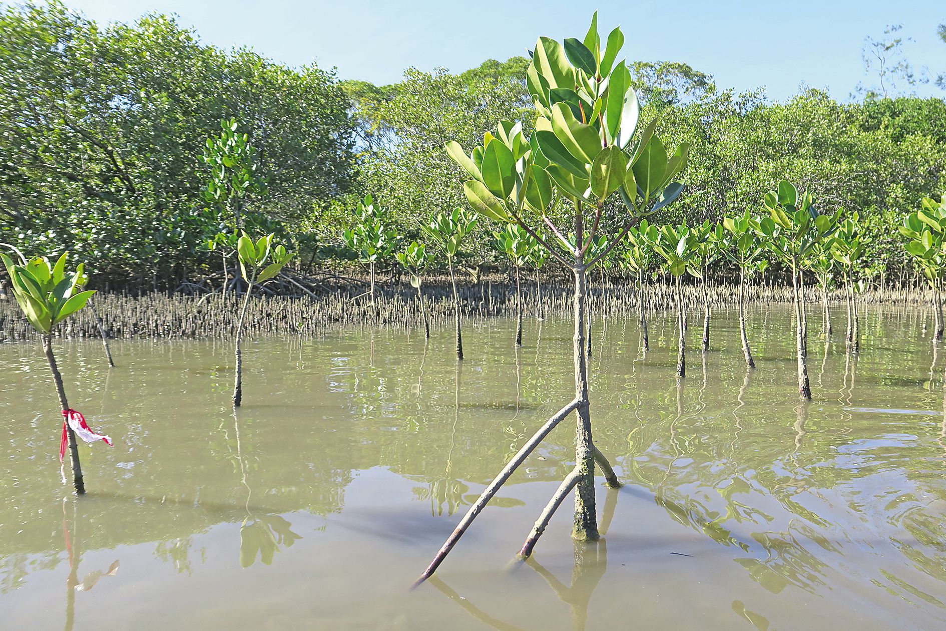 Les premiers pieds replantés, il y a plusieurs mois, à comparer avec un jeune plant repiqué mardi, (à gauche avec ruban), ont bien grandi et déjà développé leurs racines aériennes. 