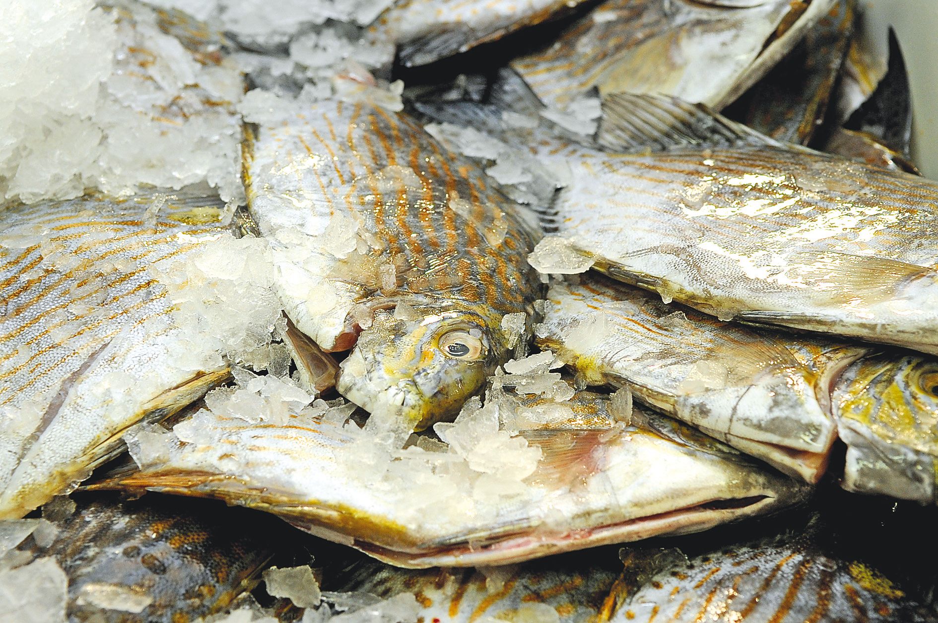 « Les poissons lagonaires se vendent moins bien, on est obligé de baisser les prix », explique l’un des pêcheurs.