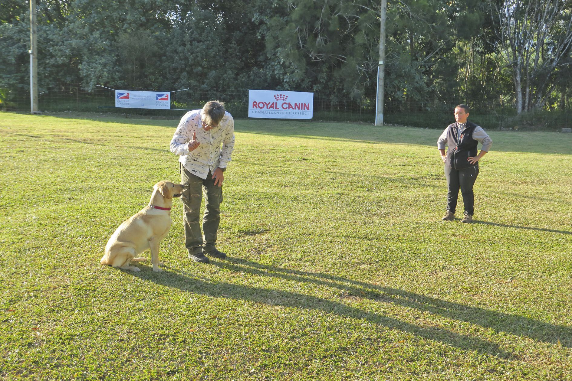 Sylvain prépare son golden retriever Vanille à l’épreuve d’absence. Le chien doit demeurer impassible tout le temps que son maître reste hors de son champ visuel.