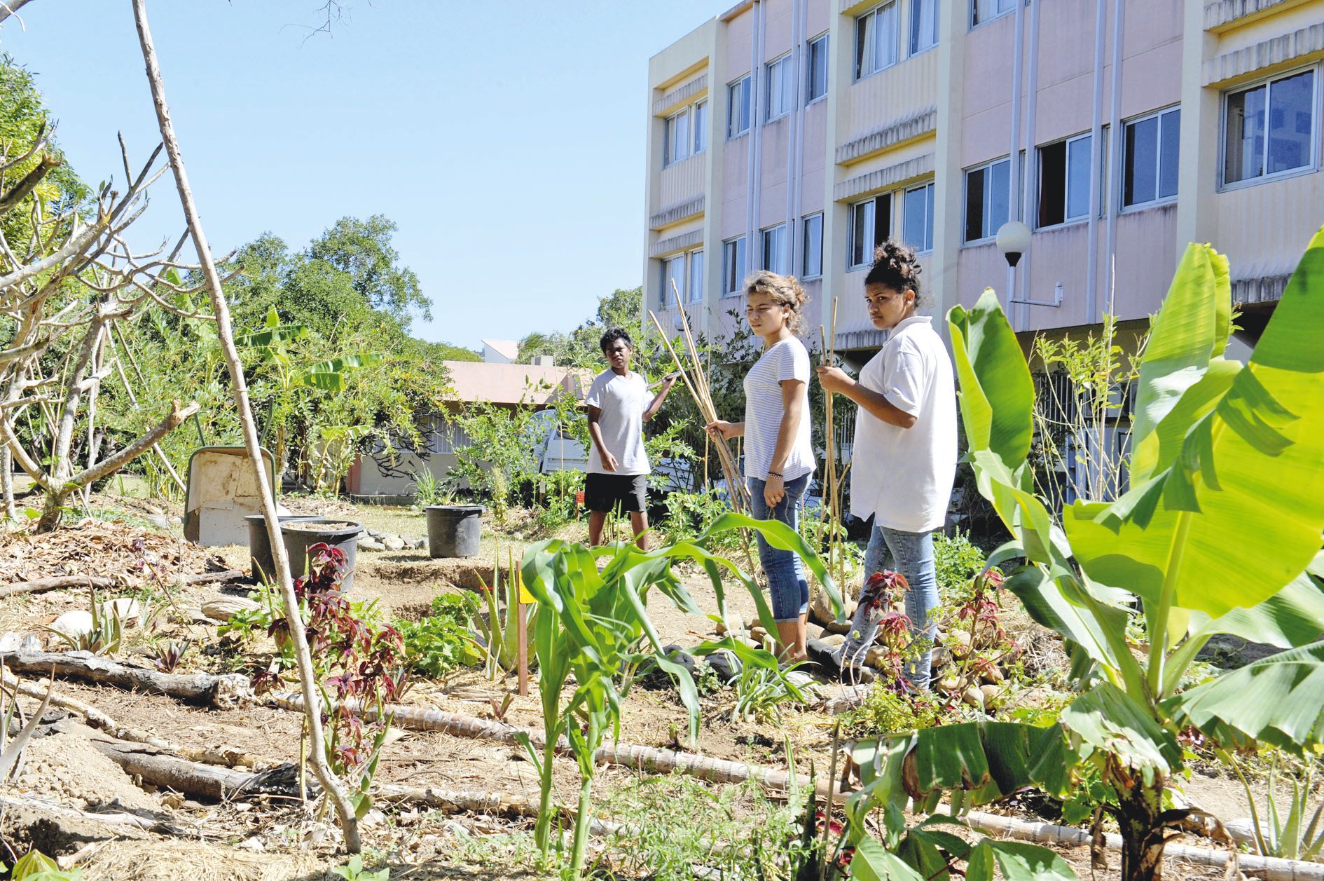 Au collège de Magenta aussi, les élèves ont planté des ignames l’an dernier dans leur jardin en permaculture.