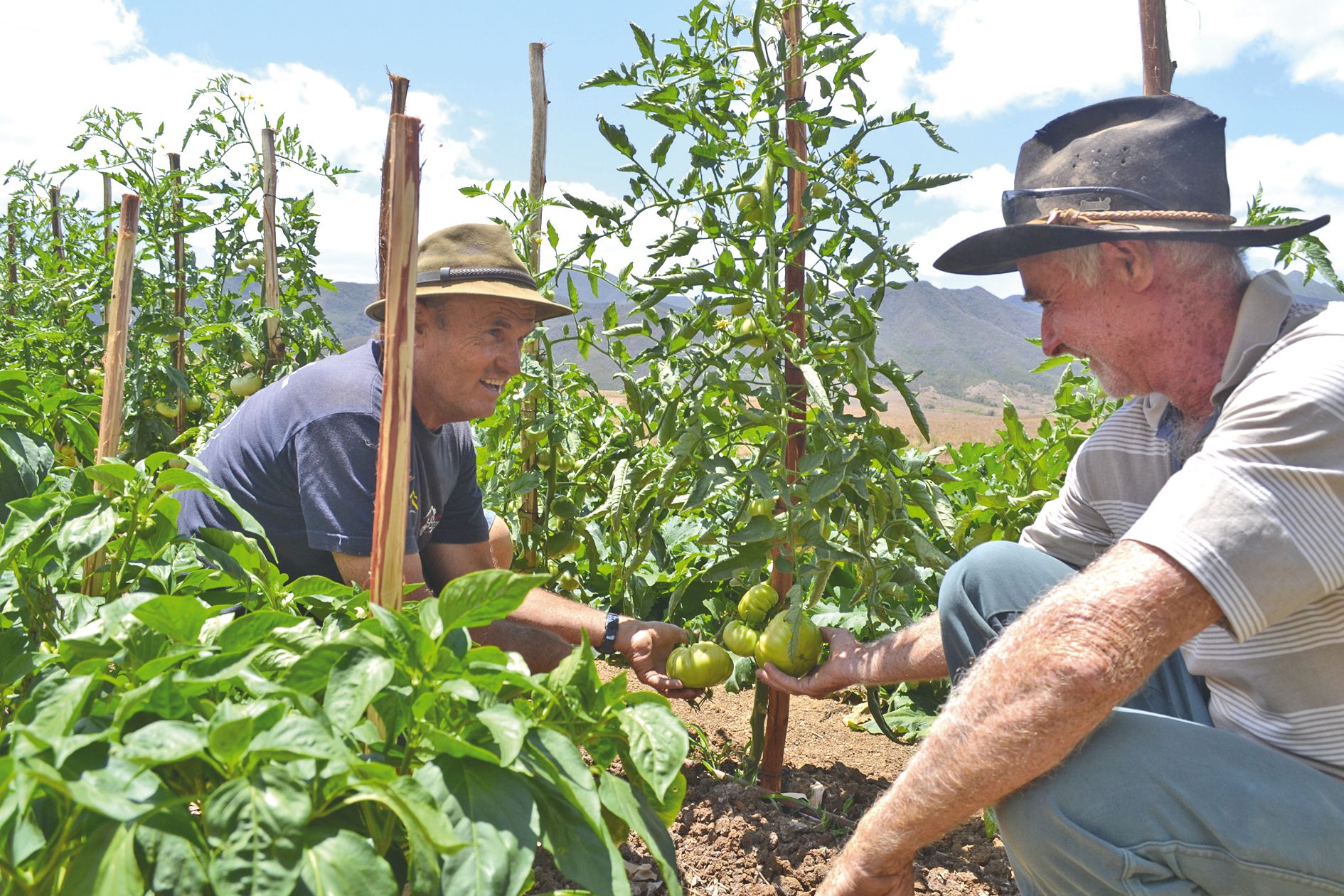 Les pulvérisations de S-Methropène aux alentours n’empêcheront pas Gérard Pasco (à gauche) et Patrick Ollivier de se régaler avec leurs tomates bientôt arrivées à maturité.