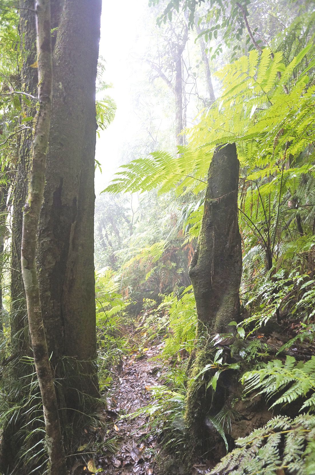 Le sentier qui mène au pic Malaoui, ou chapeau de gendarme, du côté des Koghi, traverse tantôt la forêt (très) humide, tantôt pousse le randonneur à jouer les équilibristes sur les crêtes rougeoyantes. Puis il monte, descend, monte, descend, jouant avec l