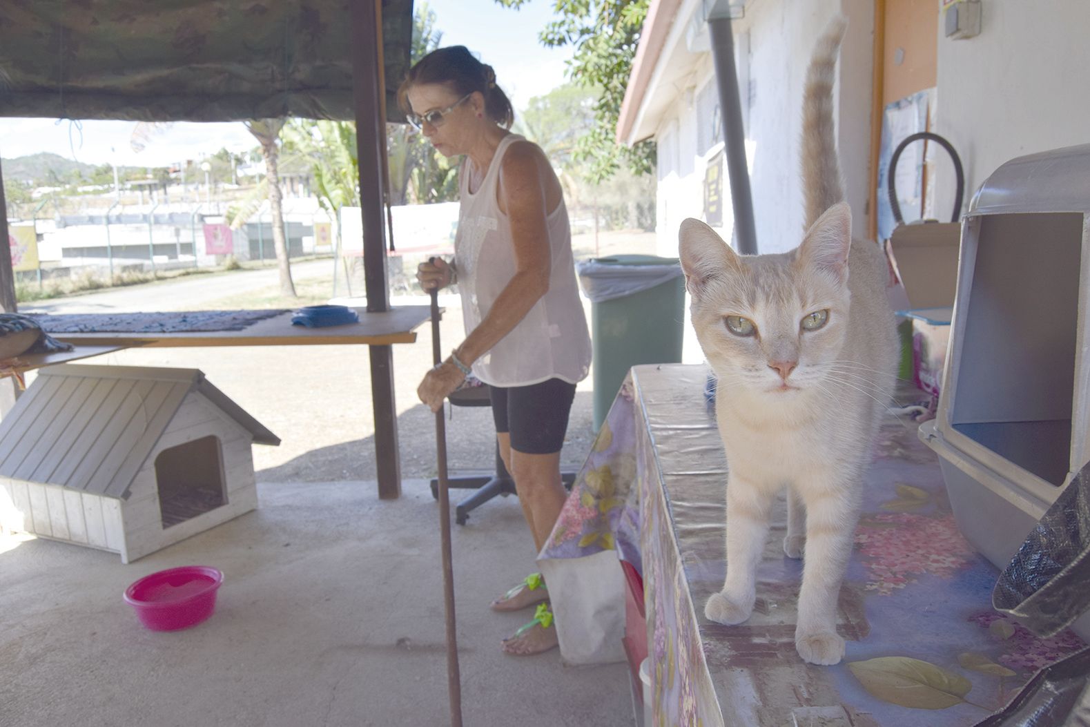 Une trentaine de bénévoles actifs s’occupent du bon fonctionnement du refuge, et notamment du ménage des chatteries. Un travail qui a ses bons côtés, comme au moment des câlins. Chats et chiens en profitent autant que les bénévoles.