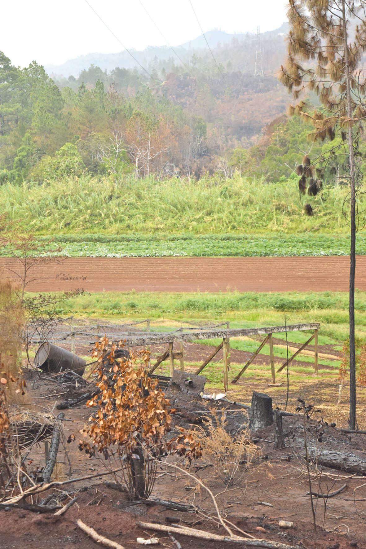 Les champs de Patrick, à La Coulée, ont été épargnés par les flammes.