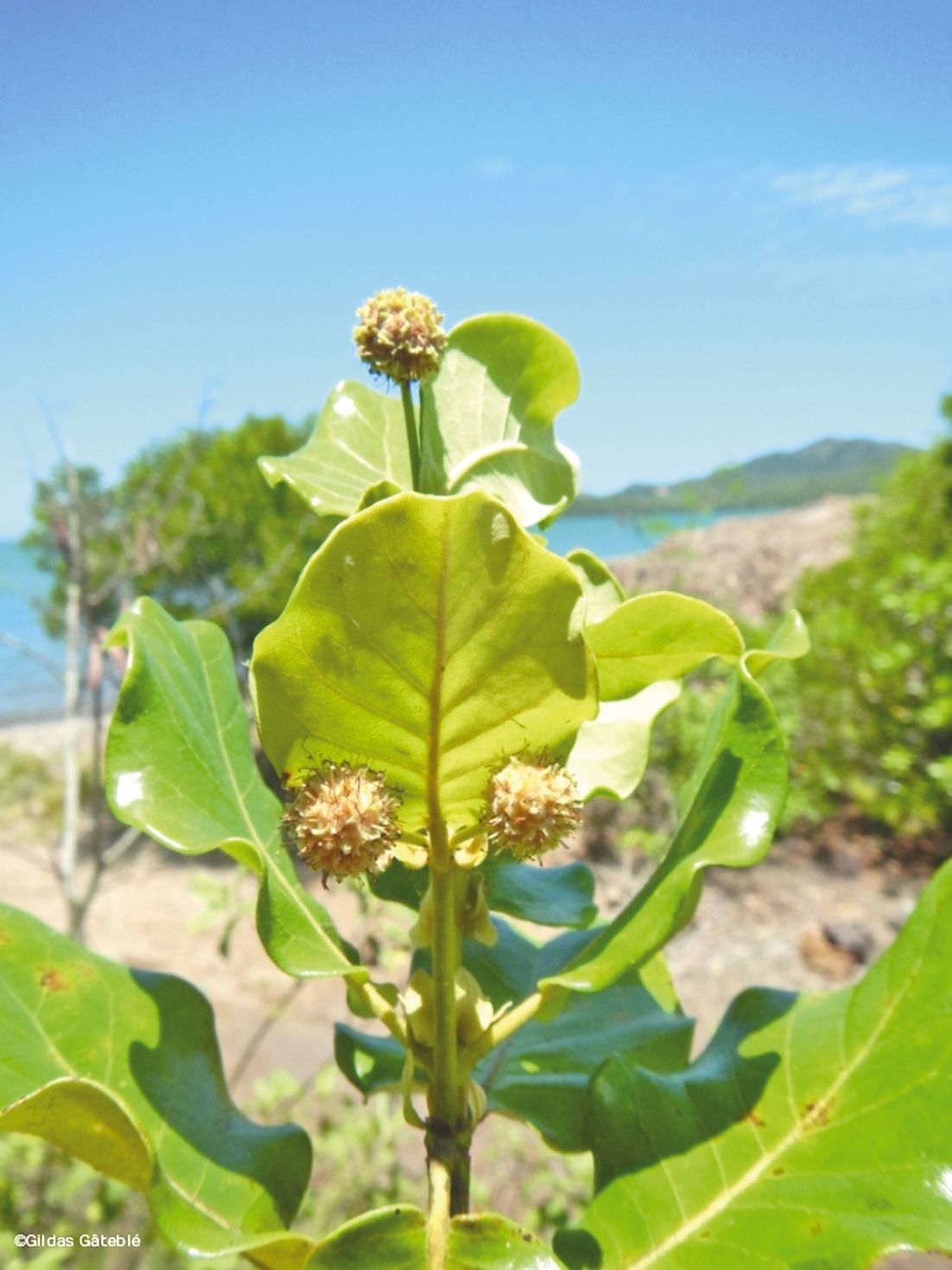 Les boutons et les fruits sont censés sortir en janvier  et février, comme on le voit sur cette photo d’archives. Mais lors de notre visite, aucune floraison en vue.