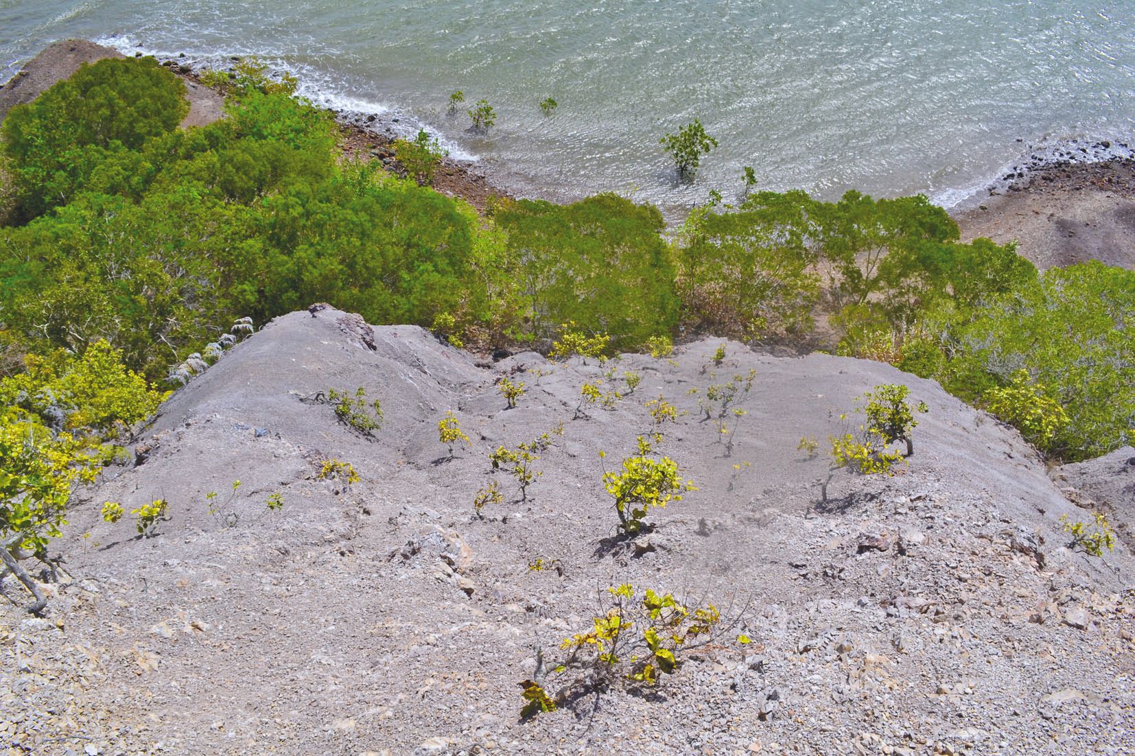 Bon nombre d’arbustes poussent sur un pan de colline très pentu et friable, dénué d’autre végétation. Ils sont visibles depuis le bord de mer ou du haut de la butte.