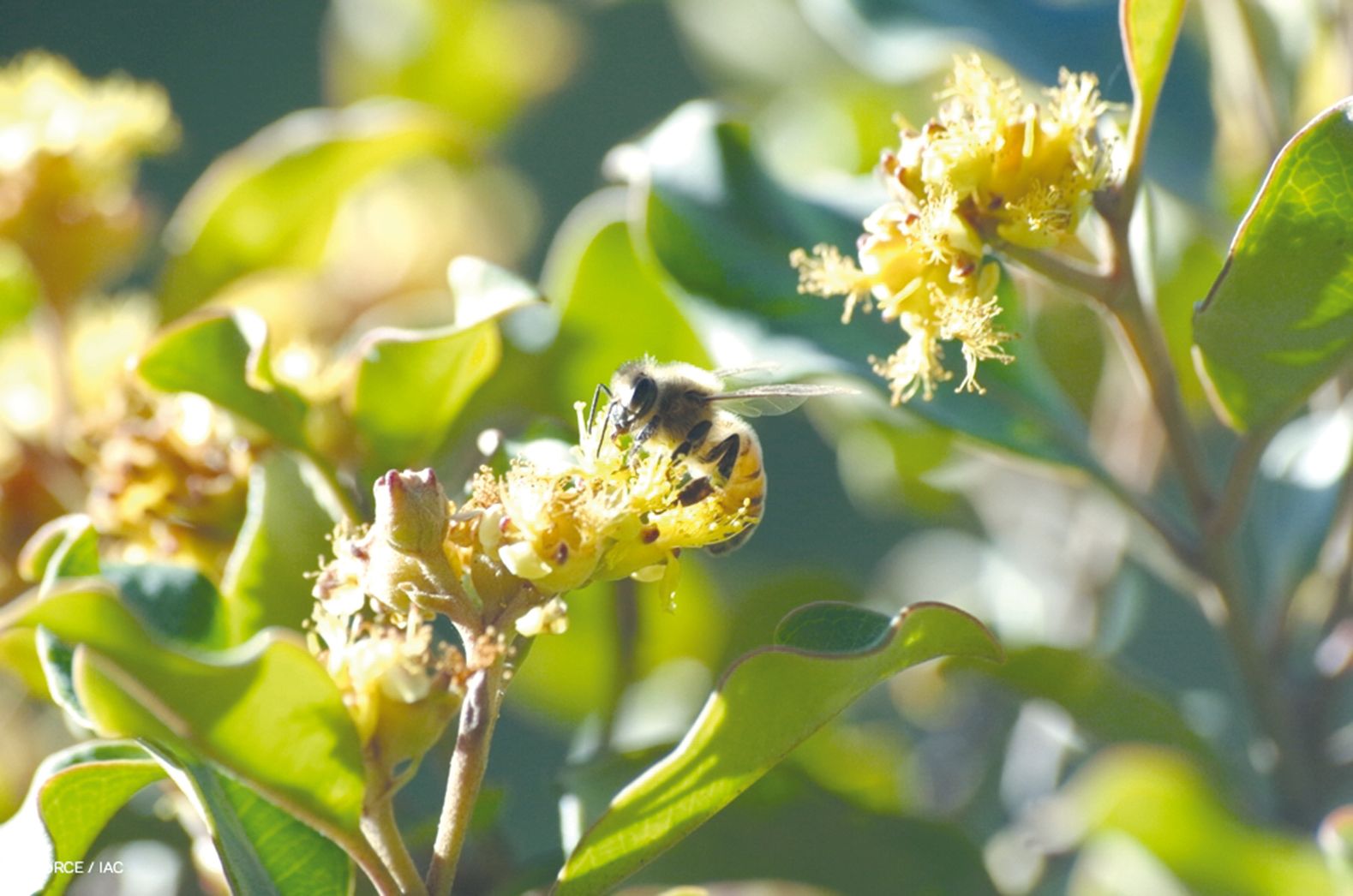 Les fleurs jaunes (ici en phase de pollinisation) sont visibles vers  le mois d’août, tandis que les fruits apparaissent en janvier.