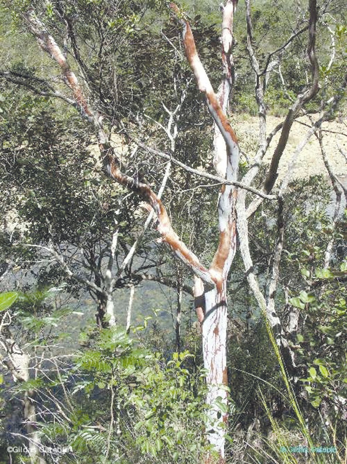 Cet arbre de la branche nord est un bel exemple de la particularité du tronc de cette espèce, facilement identifiable sur les grands spécimens.