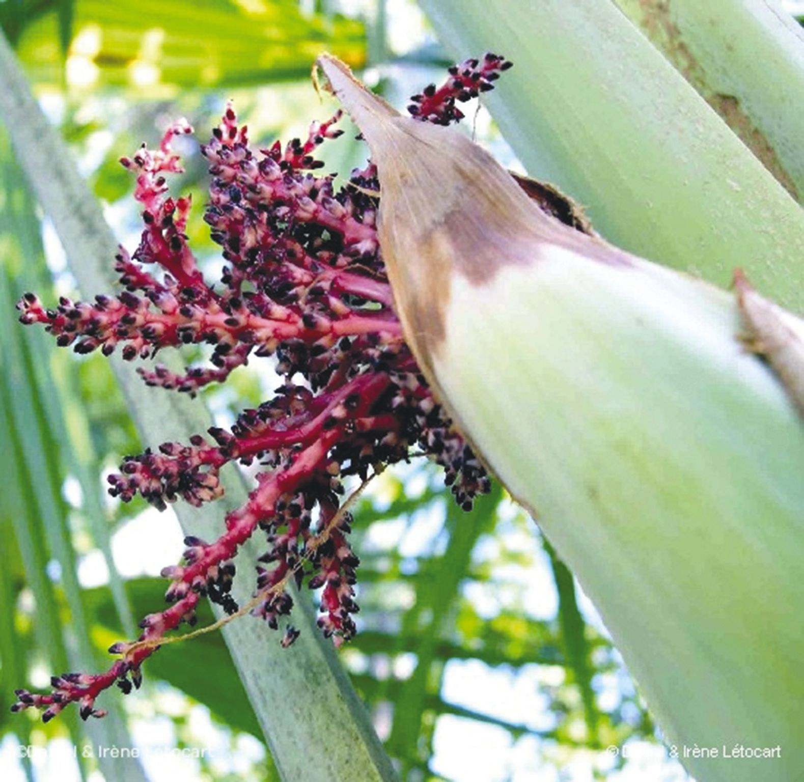 L’inflorescence observée sur l’un des seuls palmiers  cultivés qui soit arrivé à maturité.