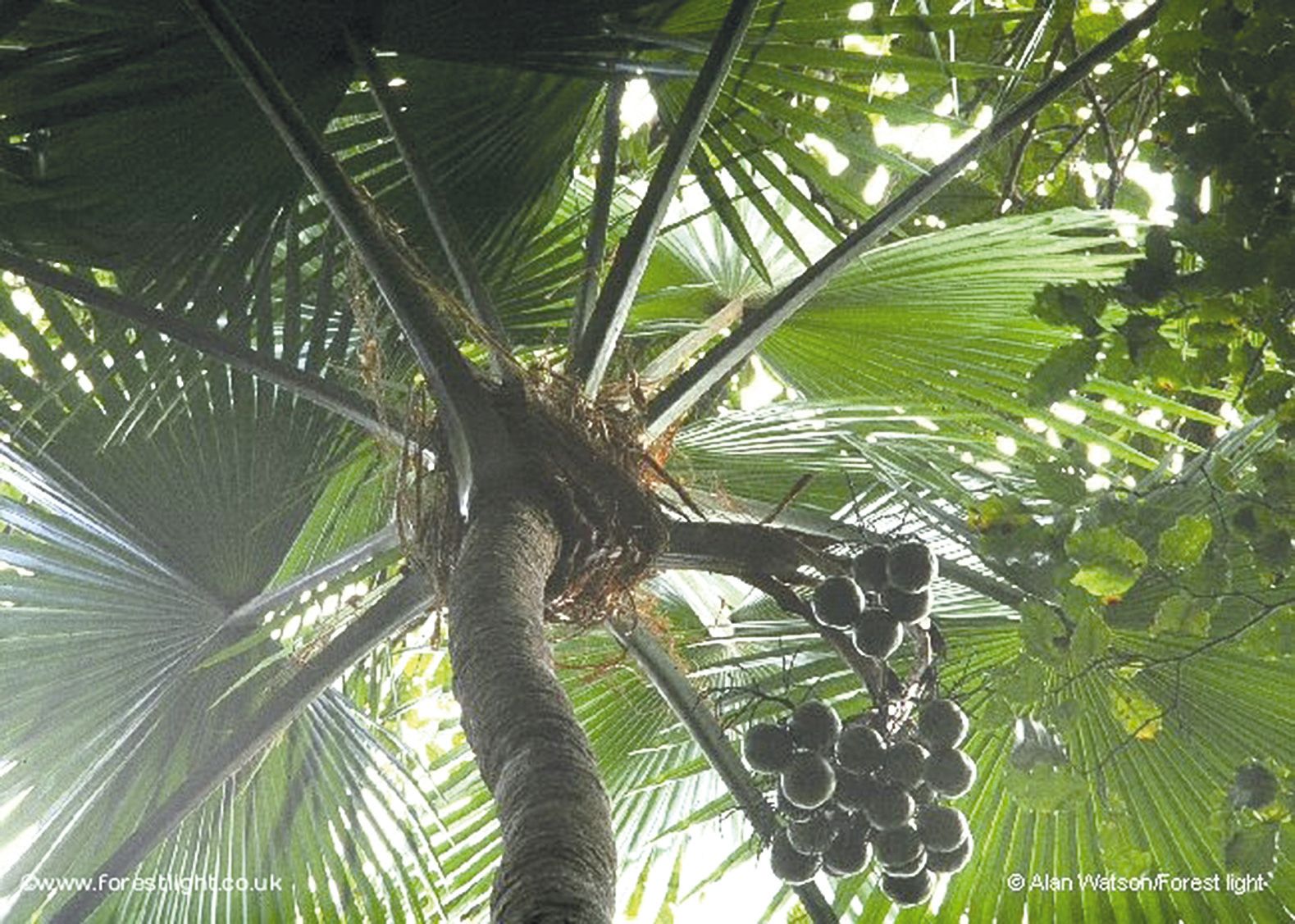 Voici un aperçu du seul et unique exemplaire adulte de Saribus jeanneneyi survivant au monde dans son milieu naturel, dont la localisation précise reste secrète.