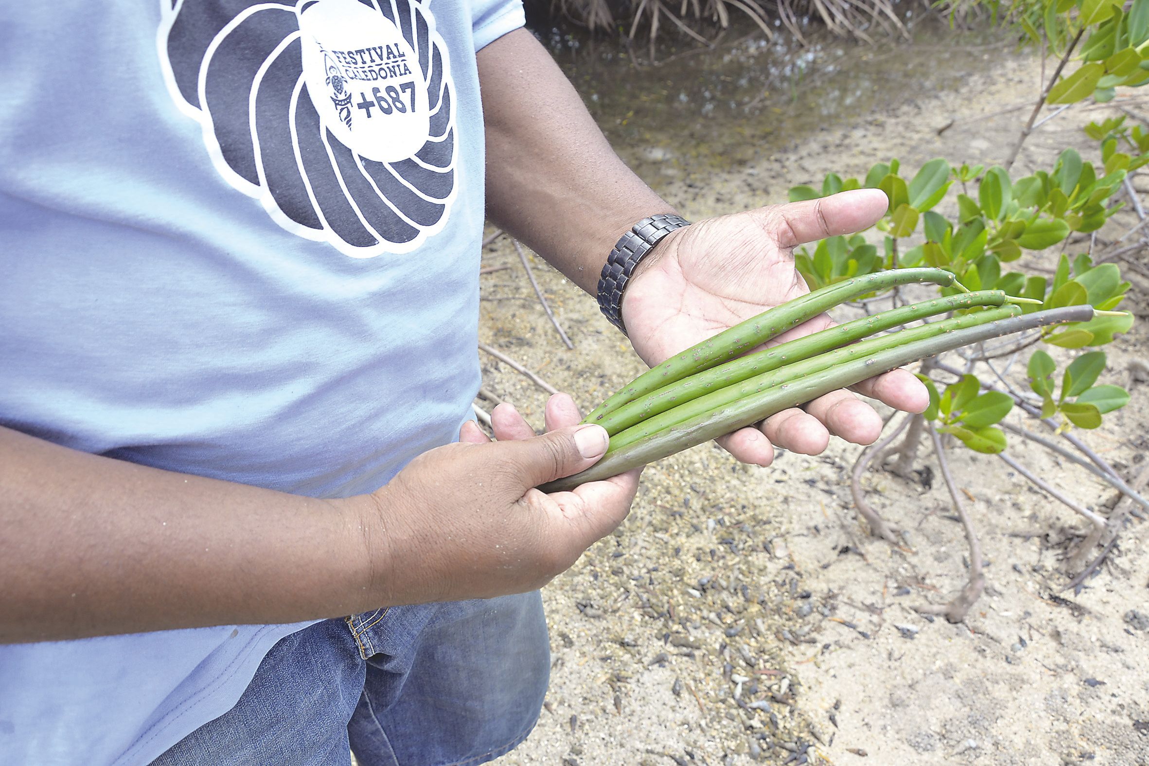 Pour planter un palétuvier, il faut prendre un fruit de la mangrove, le cigare, et le piquer sans le casser. 