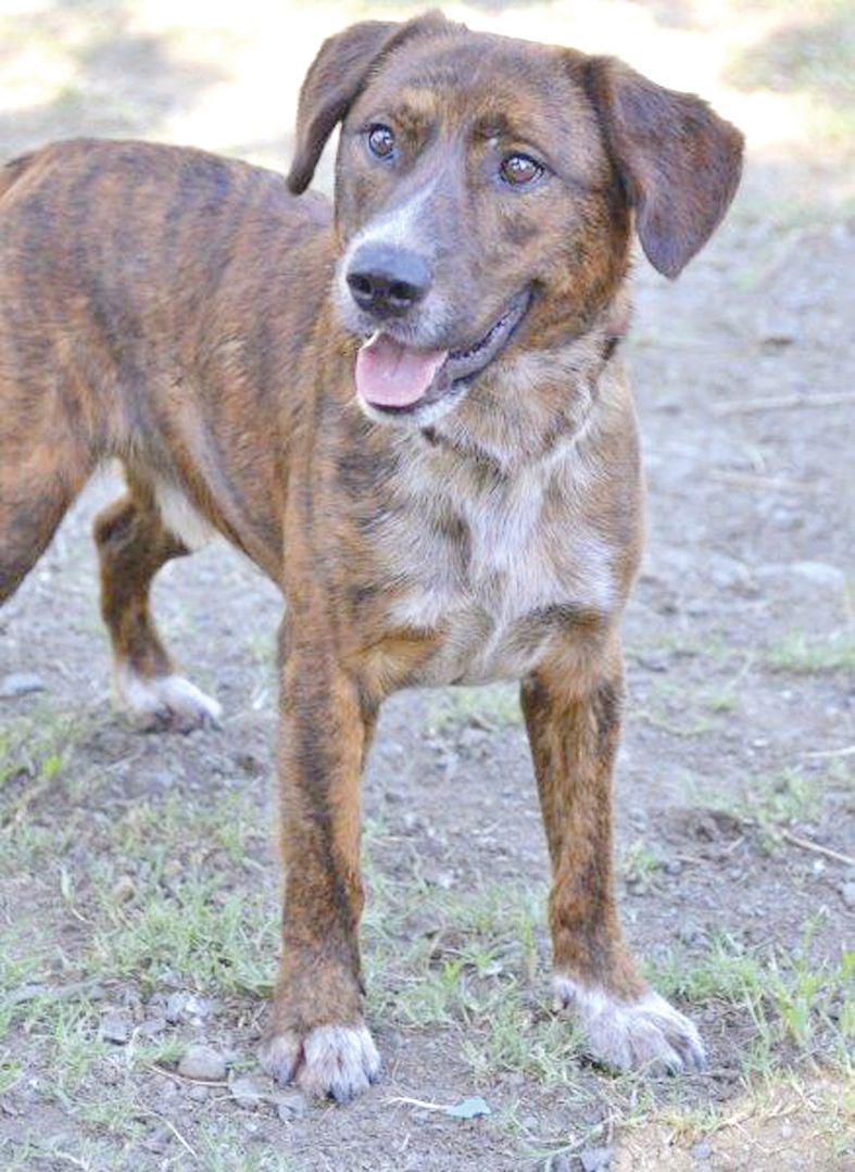 Ako, un mâle né en 2015,  est un chien bringé de taille moyenne très gentil et qui  a besoin d’affection. Assez dominant, il ne s’entend pas trop avec les autres mâles.