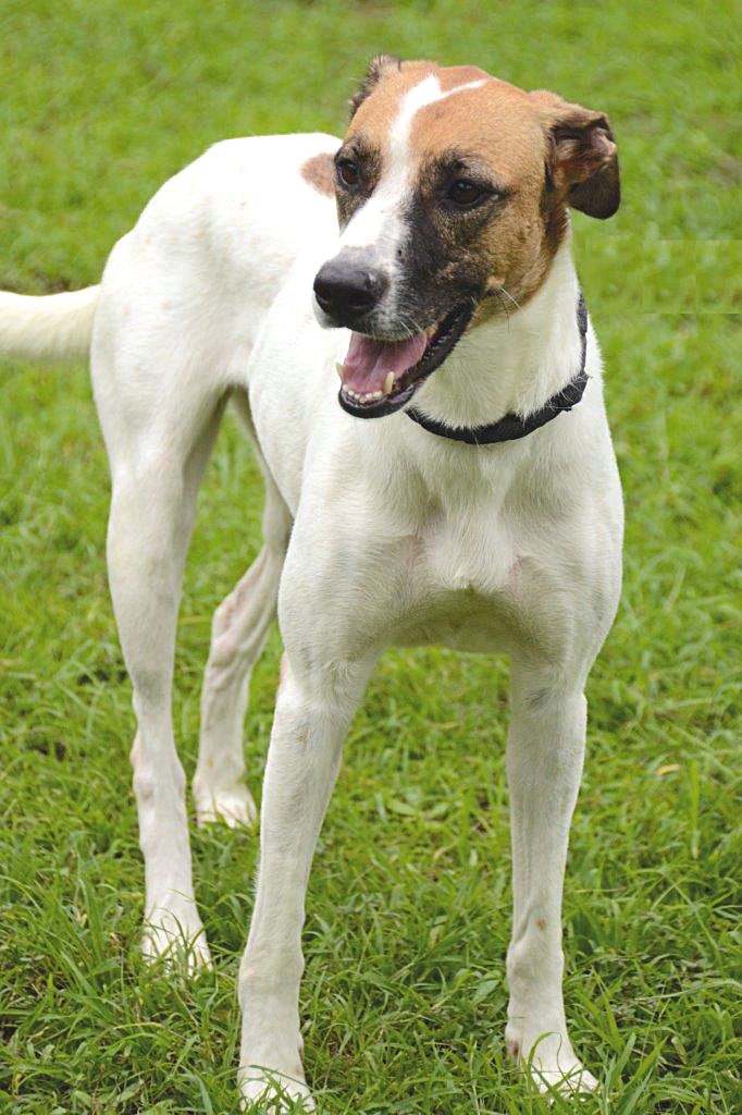 Baptisée, Laika, cette femelle de 4 ans, a été trouvée à Numbo. Elle est gentille et très sociable.