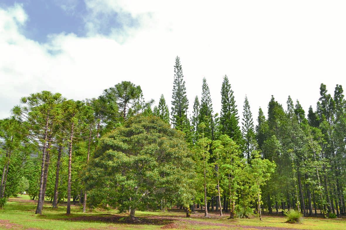 Peu connu, l’arboretum avant l’entrée du parc propose des sentiers piétons dans un  dédale bucolique de conifères. De quoi en prendre plein les yeux. Et ce, gratuitement. 