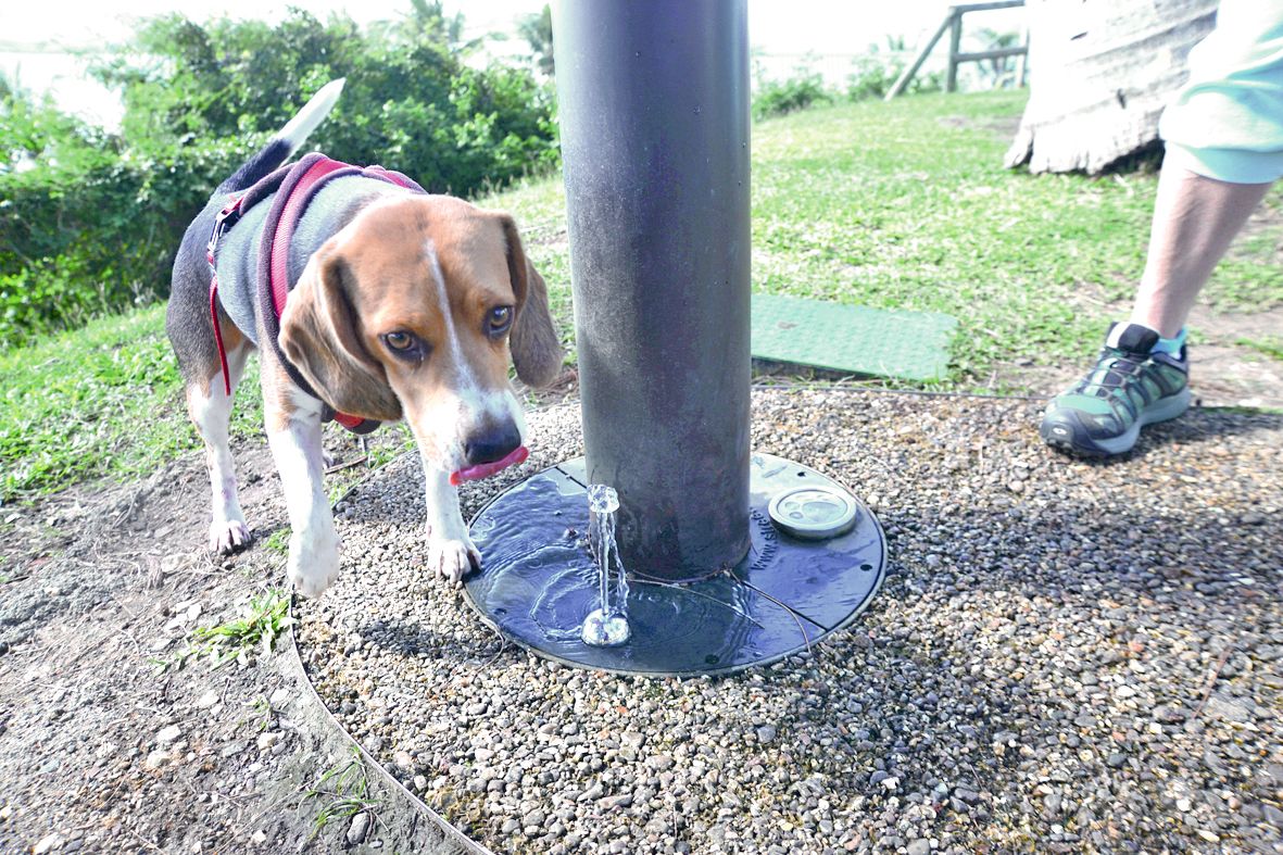 Cette nouvelle fontaine va se multiplier petit à petit.  Elle permet aux maîtres de chiens de les faire boire  grâce à un système s’activant avec le pied. Photo Thierry Perron