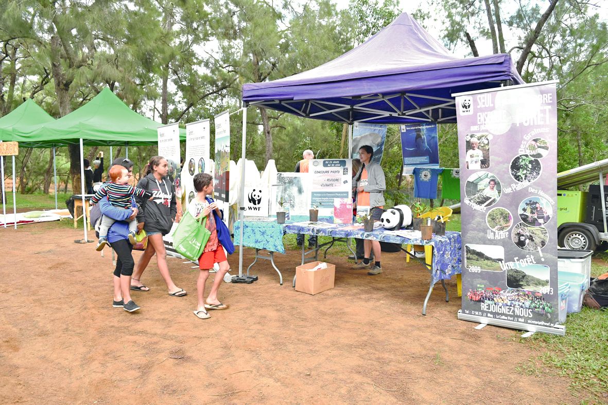 Sur le stand WWF, on présente les différentes espèces qui vont être replantées le dimanche 24 juin. Parmi elles, l’Alphitonia neocaledonia, autrement dit le « bois-savon », une espèce dégageant une forte odeur de camphre dont les mineurs se servaient à l’