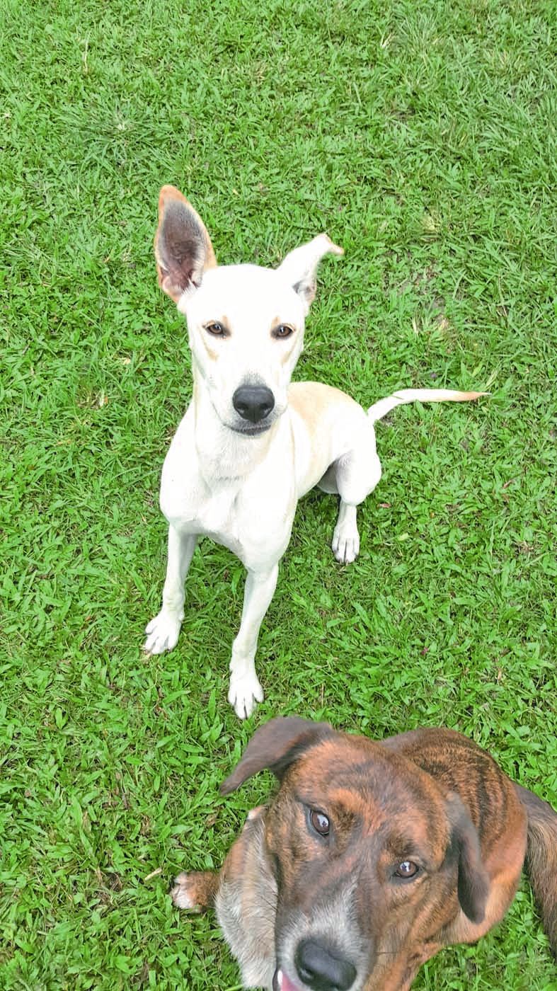 Cannelle est une chienne de couleur sable, âgée d’environ 2 ans. De nature joueuse, elle s’entend avec petits et grands.