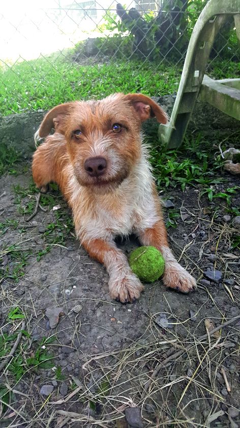 Chienne croisée griffon, Zest a environ 1 an et demi aussi. Sortie de la fourrière par la Spanc, elle est très joueuse, et sportive.