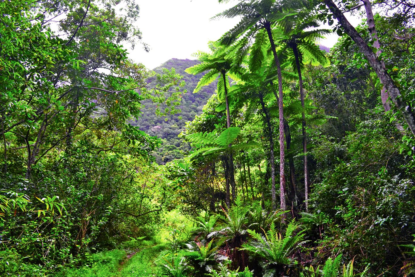 L’étude d’impact environnemental précise que la forêt environnante sera entièrement conservée. 