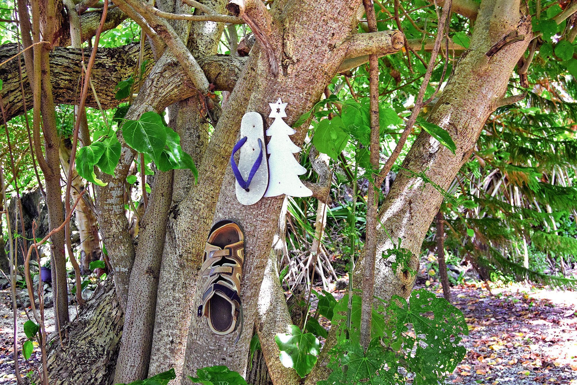 « Tous les jours, il faut nettoyer la plage. Il faut voir tous les déchets que l’on ramasse ! » souligne Marie-Paule. Qui, du coup, collectionne les chaussures rejetées par la mer et les cloue à son arbre à chaussures. Photo Louise Guillotin