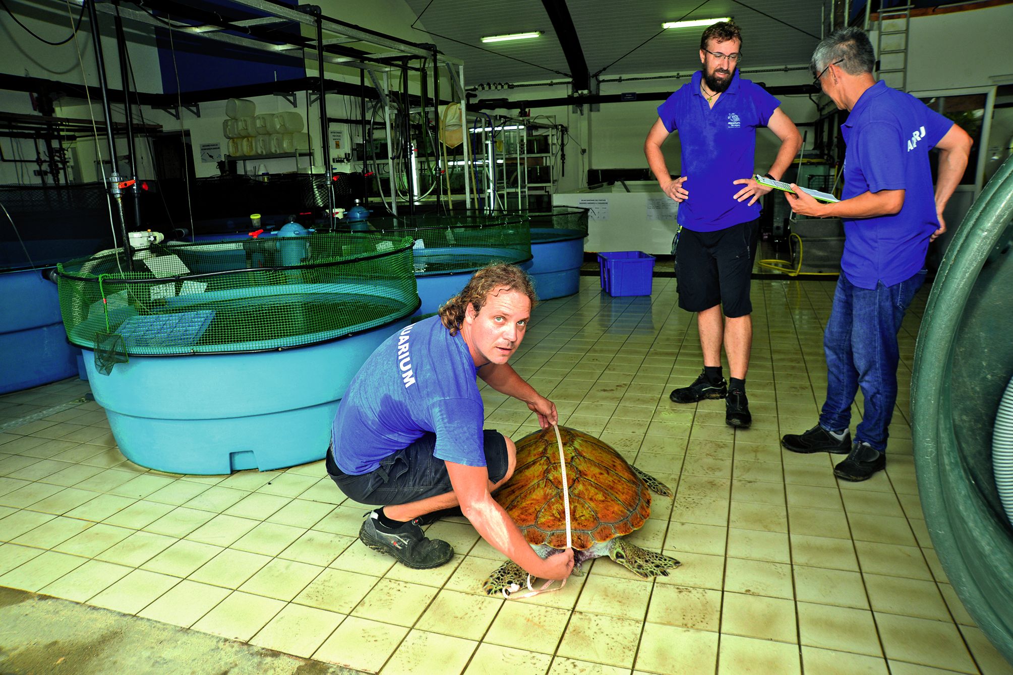 L’équipe a profité de l’occasion pour mesurer et peser les tortues. Une opération qui a traditionnellement lieu tous les six mois. 