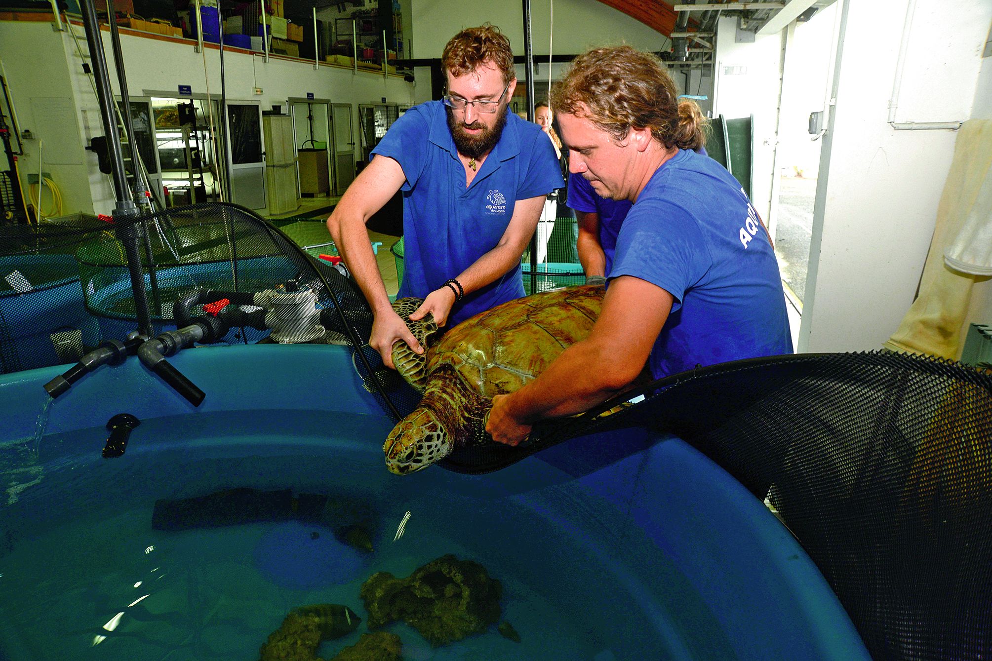 Elles passeront environ six semaines dans la zone de quarantaine qui accueille d’habitude les tortues blessées. 