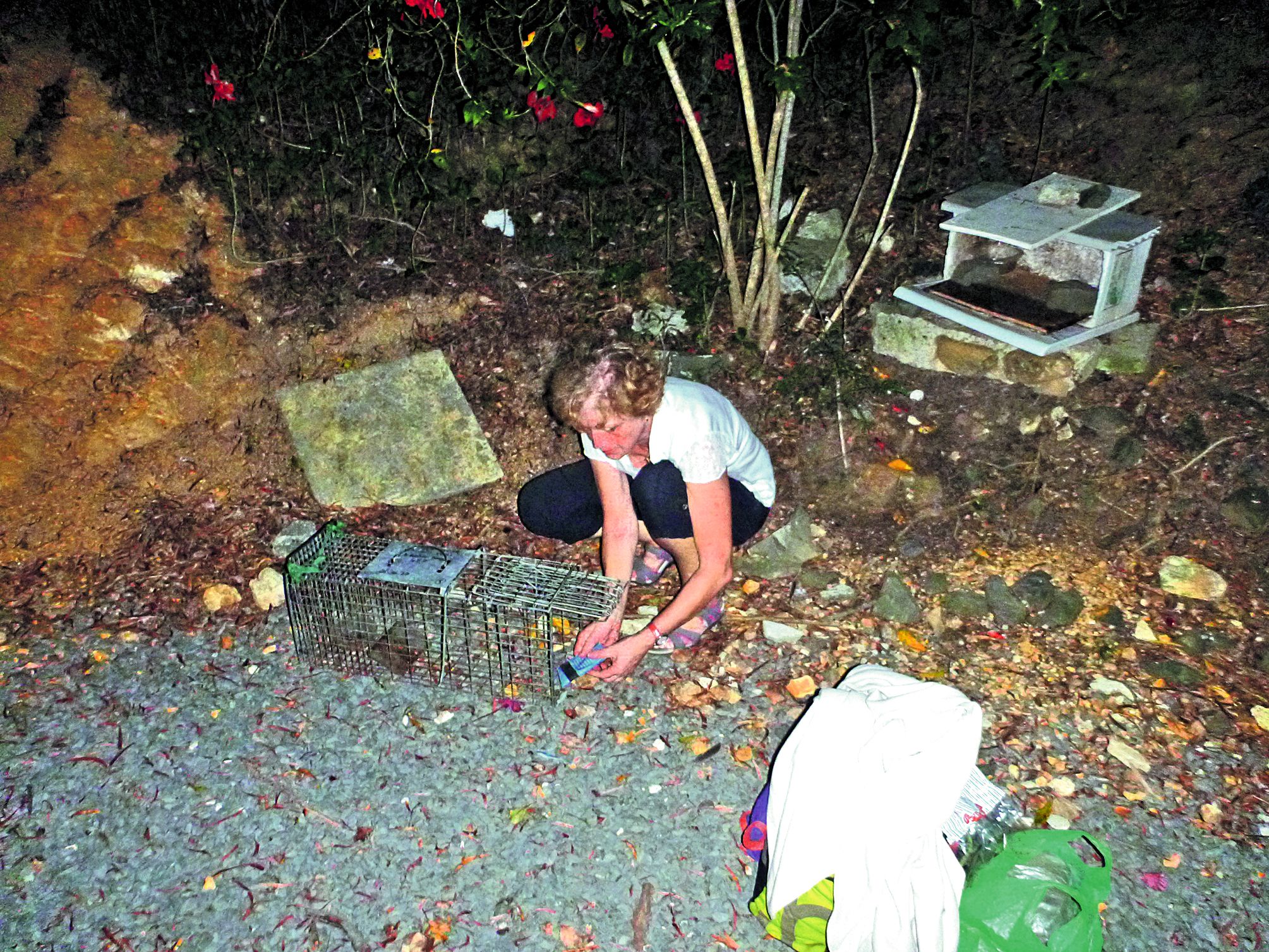 Sur un des sites de surveillance de l’association Refuge animalier, hier soir, dans le sud de Nouméa. Annie Bernard récupère les animaux qu’elle peut afin de les aider. Photo D.R.