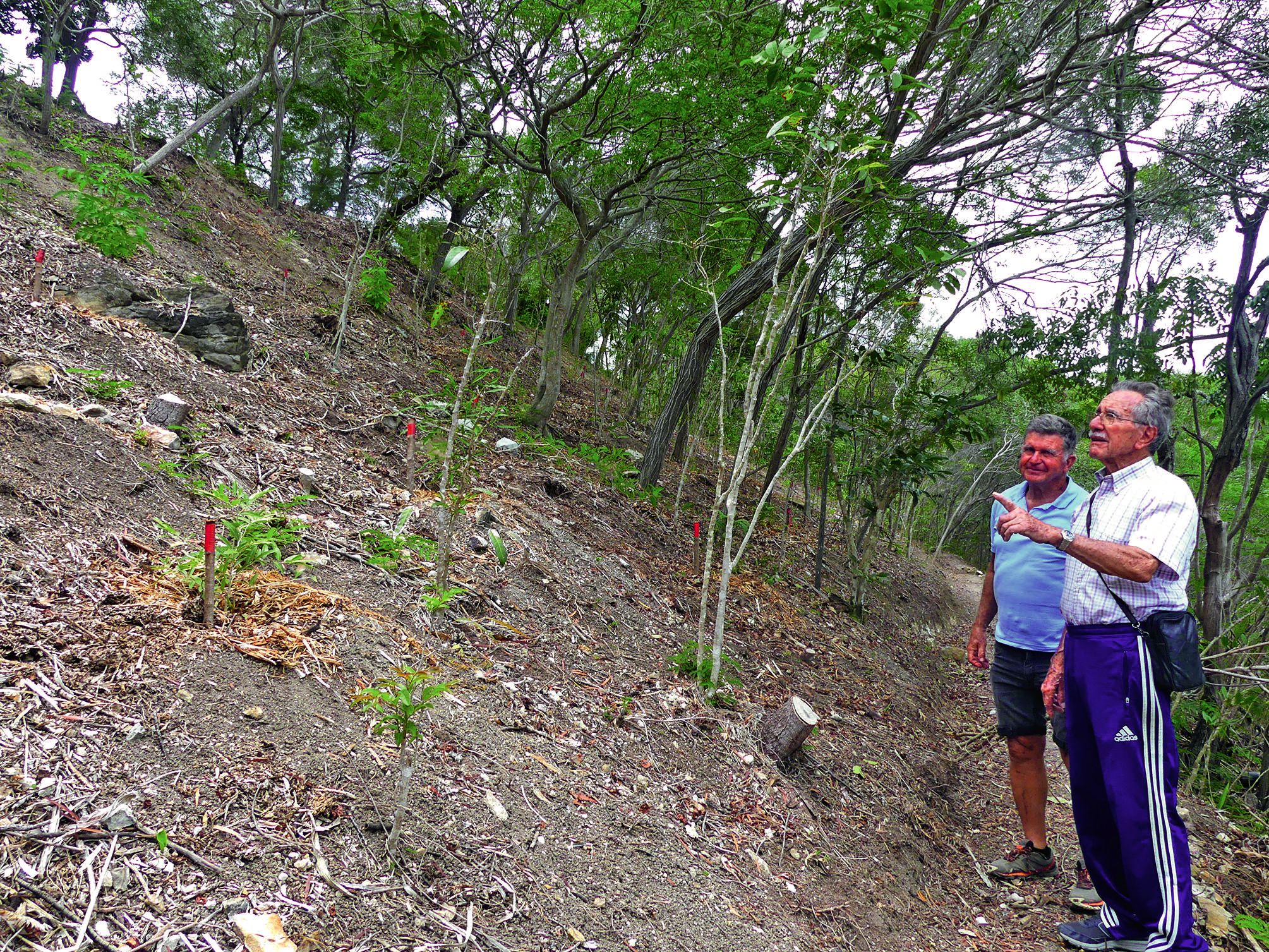 Christian Bernardi et Francis Funel montrent le travail accompli. Chaque plant de forêt sèche est signalé par un bâton au bout rouge afin de pouvoir les identifier, les pailler et les arroser. 