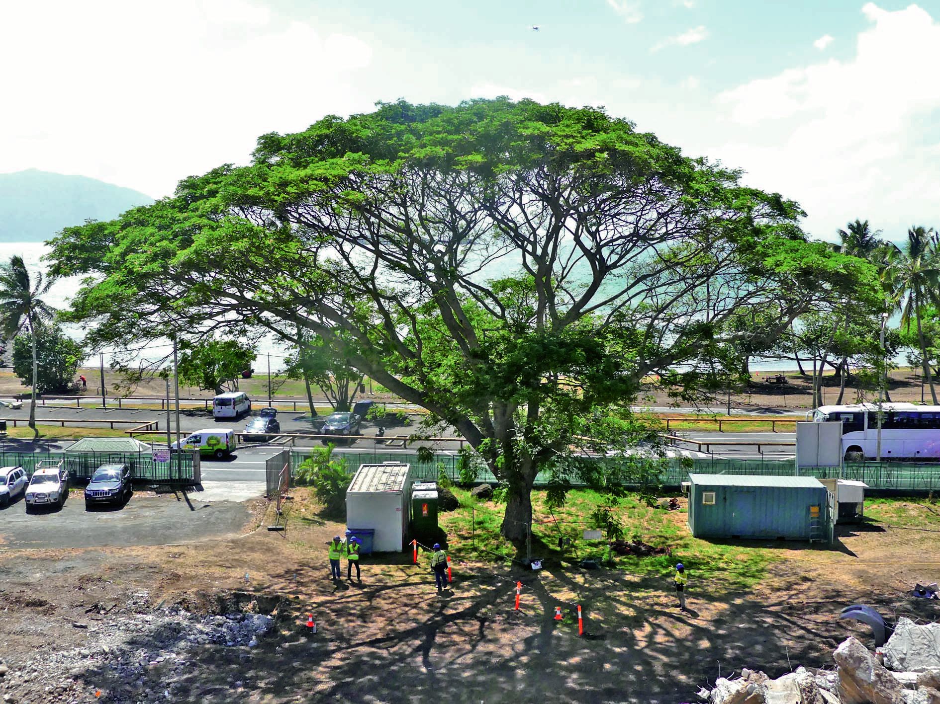 L’arbre symbolique du site, le vieux bois noir, est conservé dans le projet d’aménagement du FSH. Photo A.-C.P.