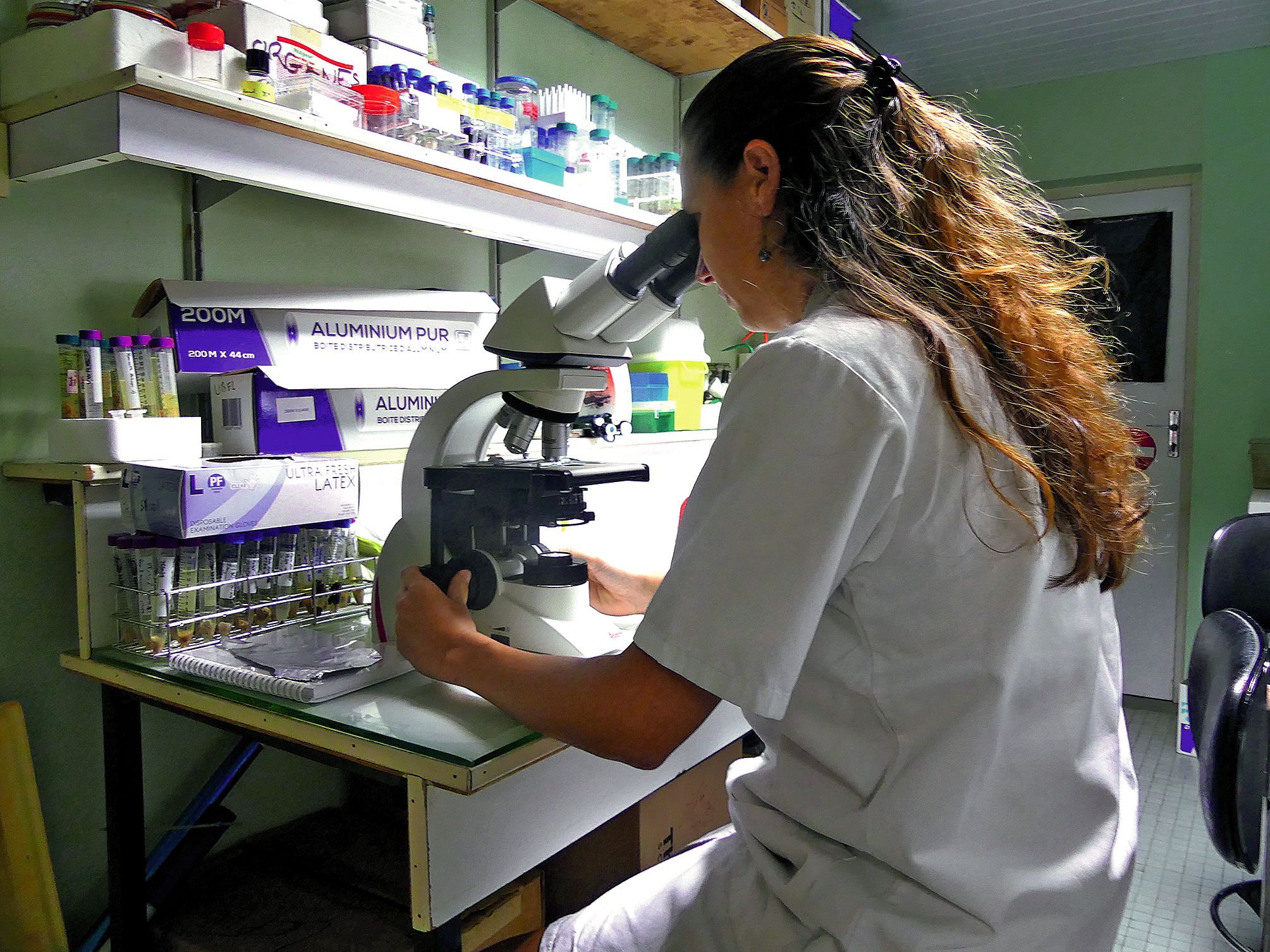 L’assistante ingénieure regarde un échantillon d’urine au microscope afin de déterminer si elle trouve le leptospire. Cela lui permet de l’isoler d’autres bactéries, champignons ou parasites qui pourraient également être présents.