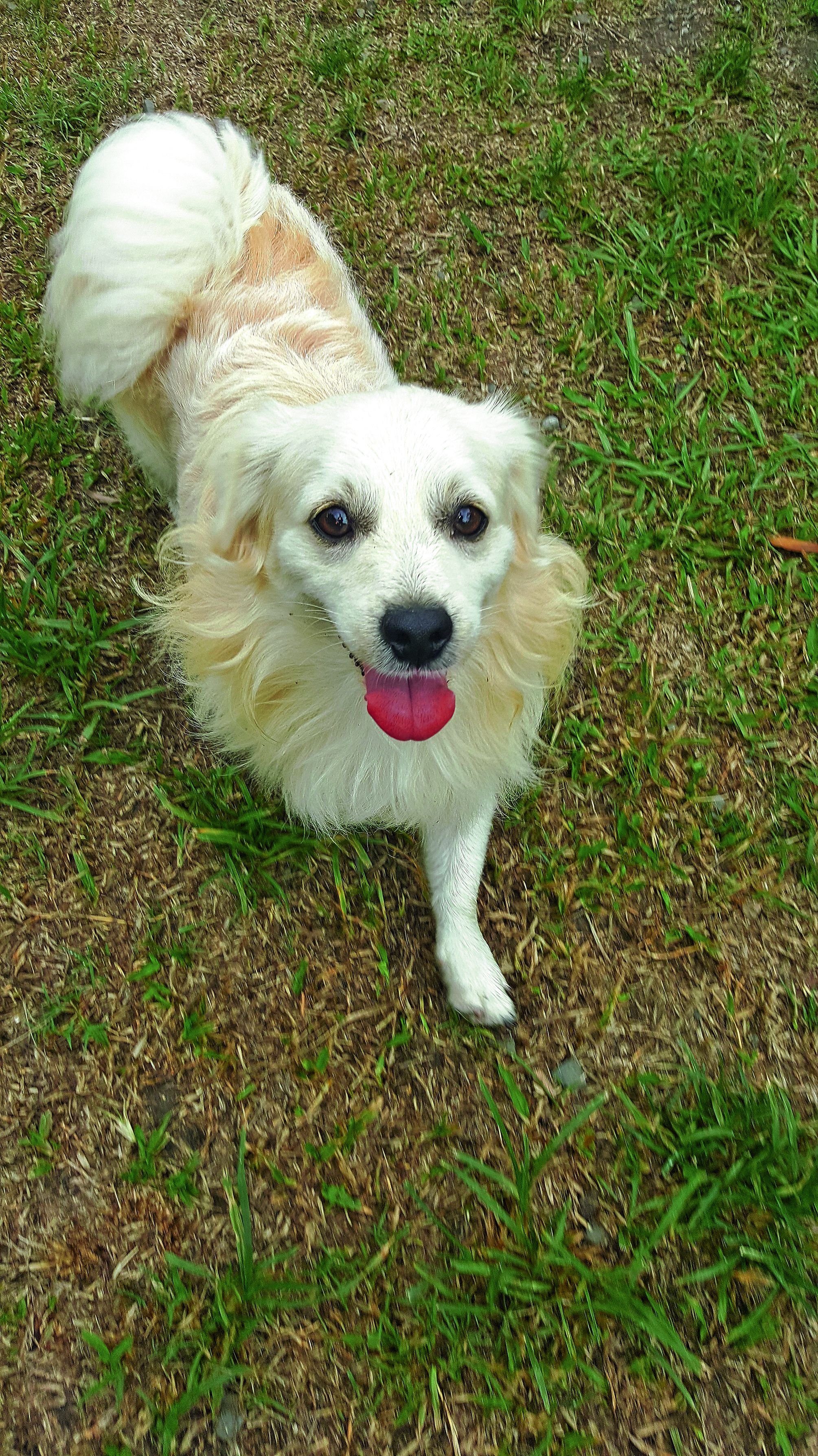 Never est un croisé qui a été abandonné. Stérilisé et identifié lui aussi, c’est un chien très affectueux, qui adore les câlins.