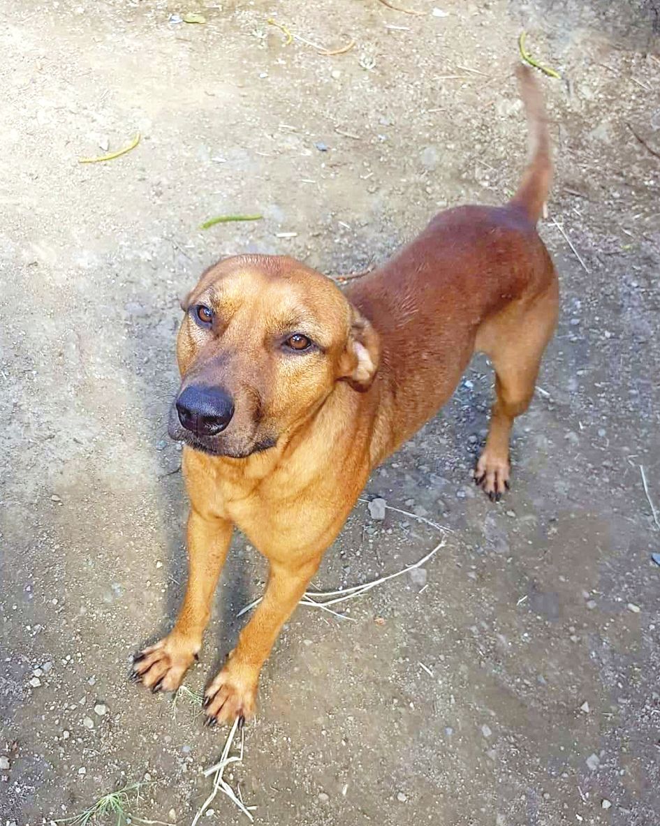 Chien calme, Sioux a été abandonné au refuge car son maître a été expulsé de son logement. L’idéal serait qu’il soit adopté avec Wazika.