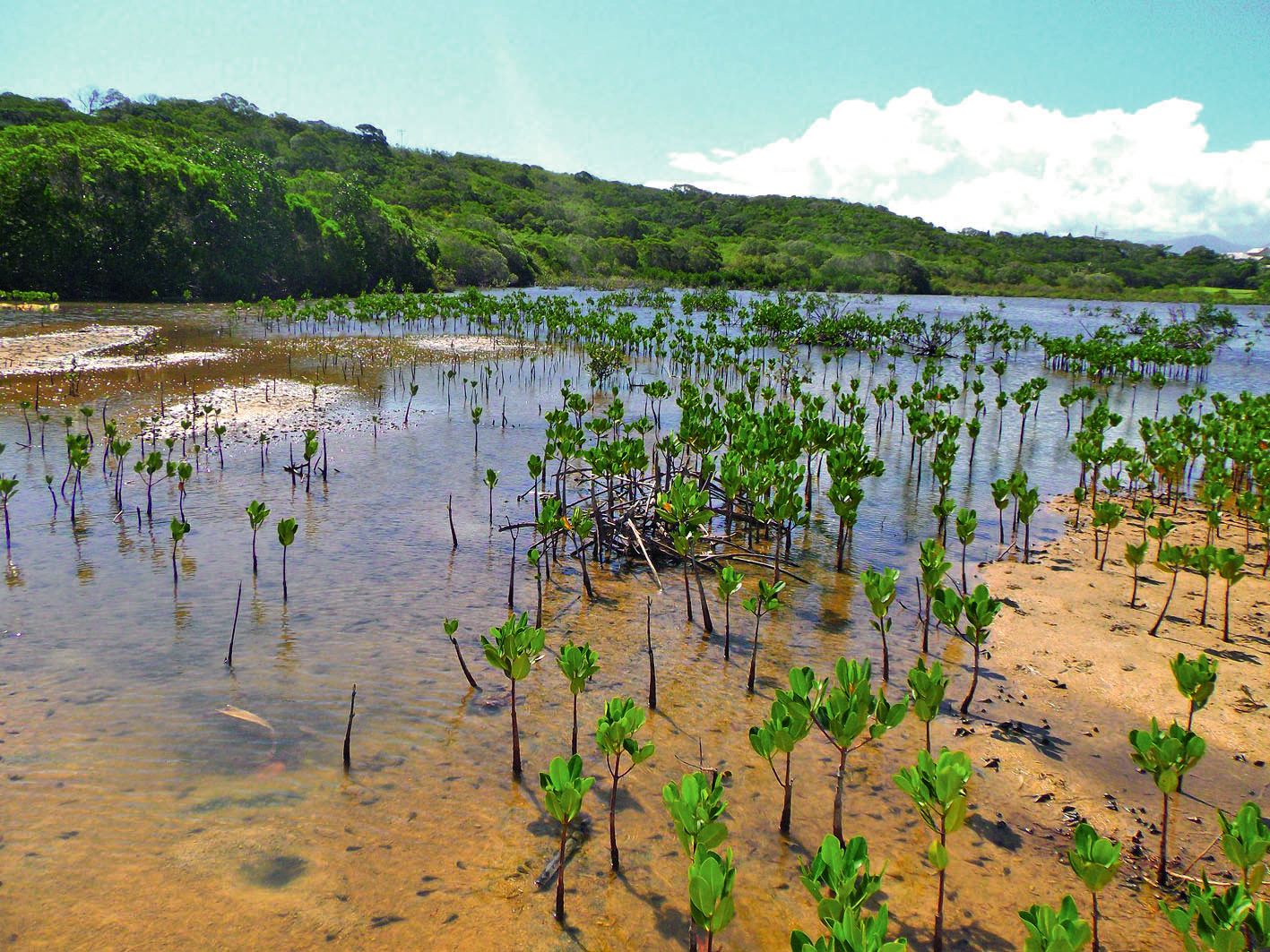 Le passage de la mer est nécessaire à la survie de la faune comme de la flore. Photo DR