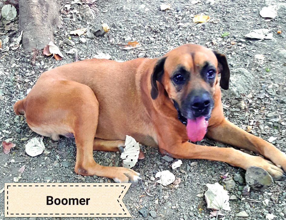 Sorti de la fourrière, Boomer est âgé de 5 ans. Il mérite de trouver un foyer doux et aimant.