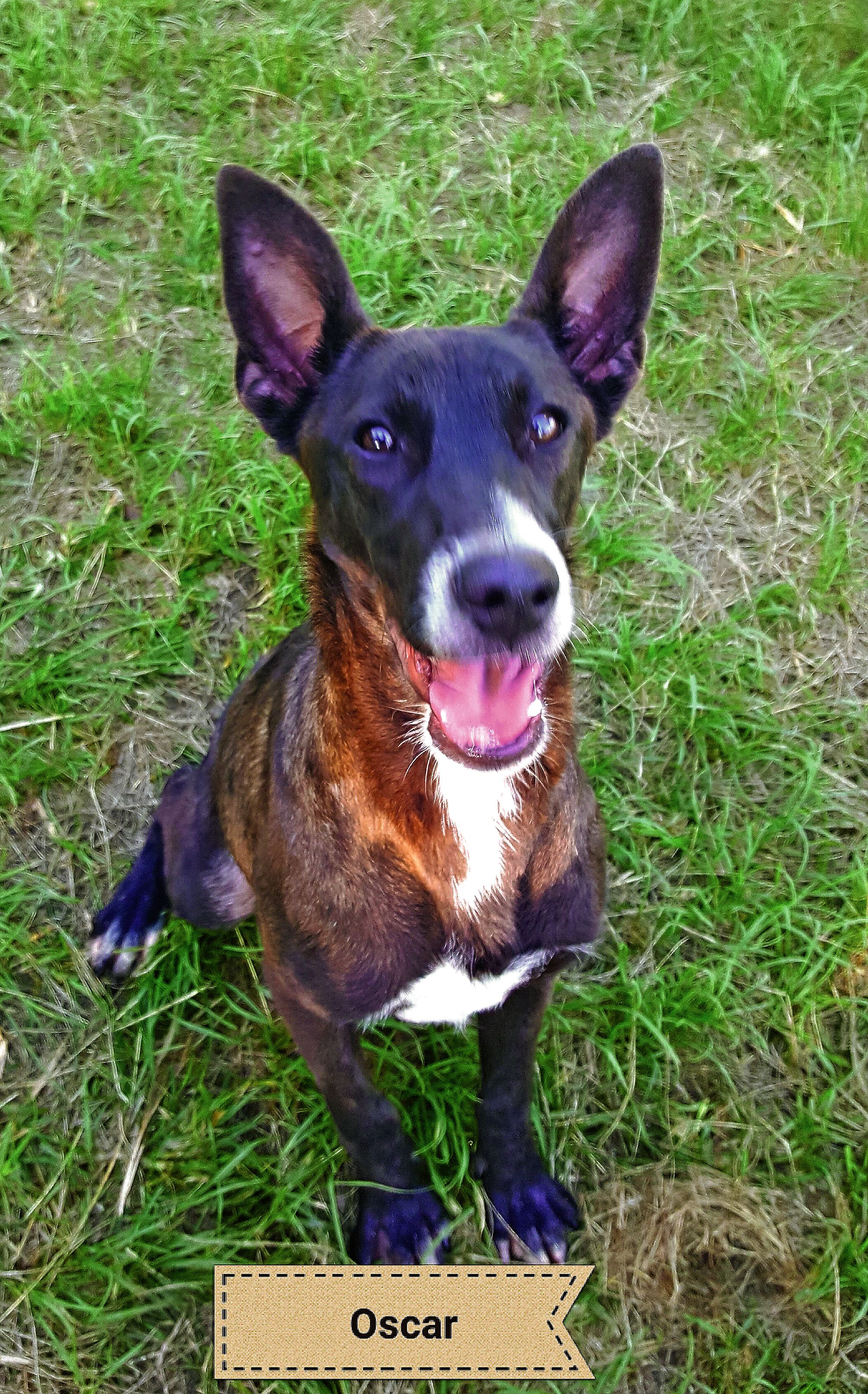 Oscar est arrivé chiot  au refuge. Affectueux et gourmand, il saura combler ses nouveaux maîtres avec son appétit de caresses.